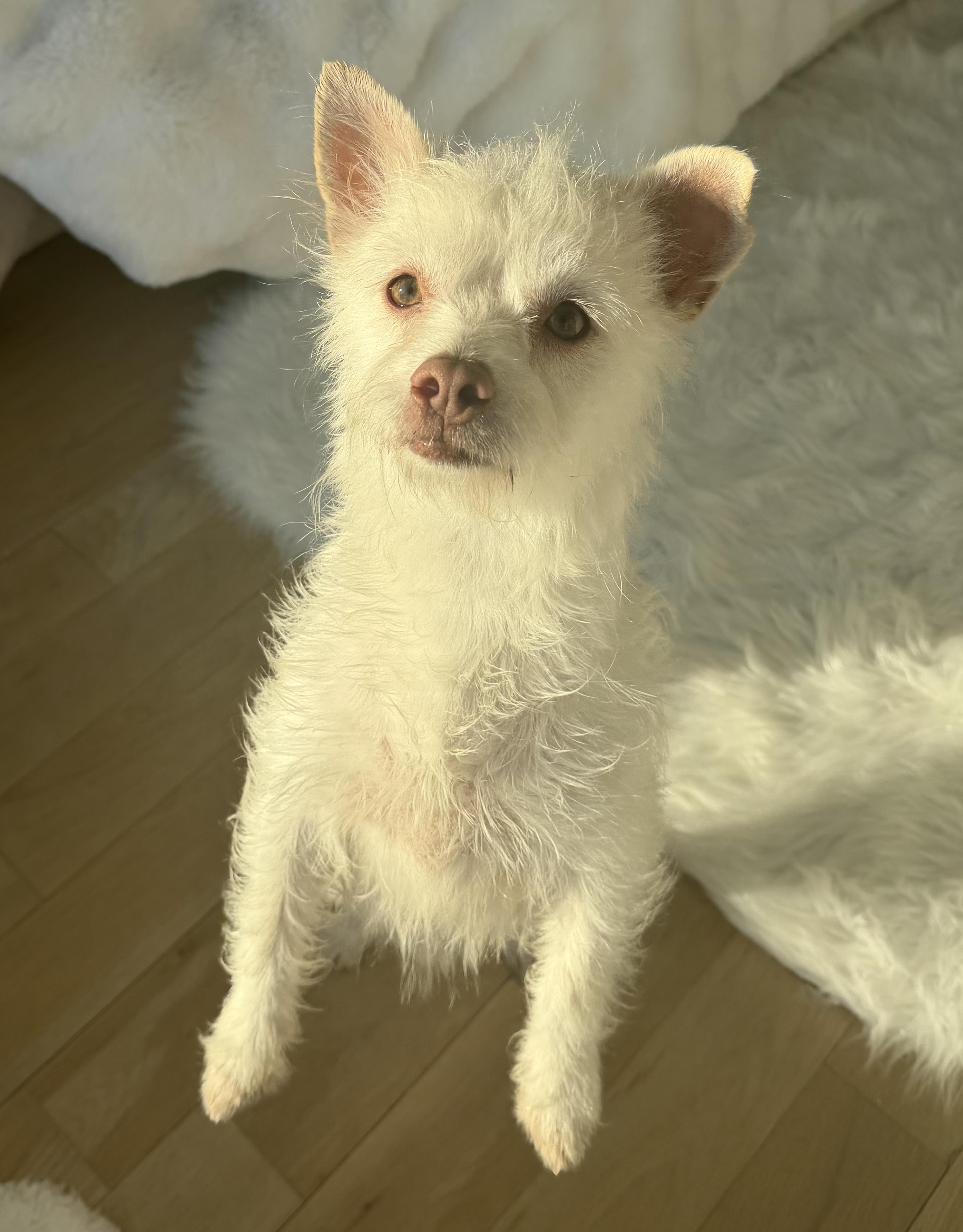 Enlarge Kallie, an adopted mixed breed in Brooklyn, NY image 5/5