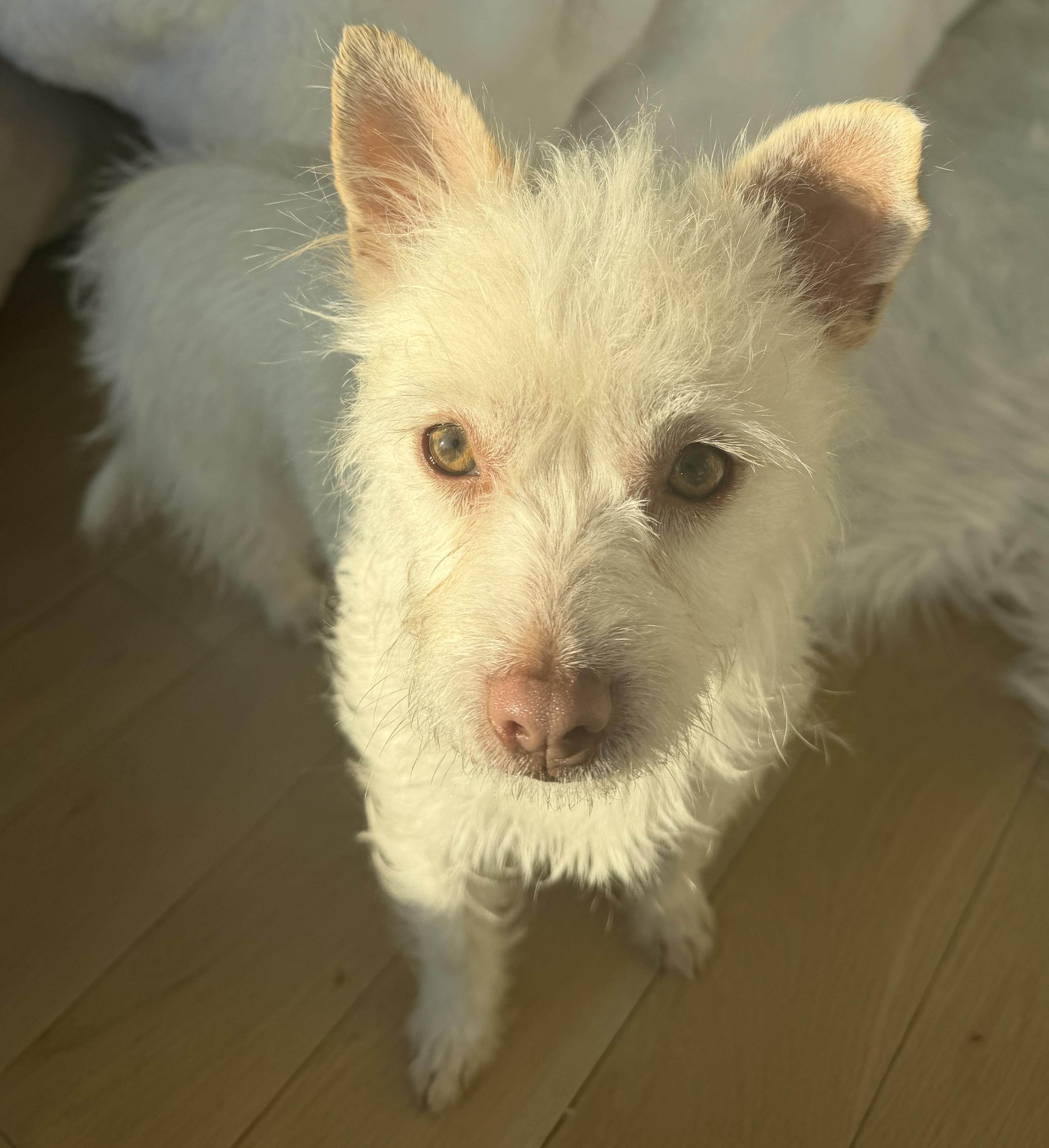 Enlarge Kallie, an adopted mixed breed in Brooklyn, NY image 3/5