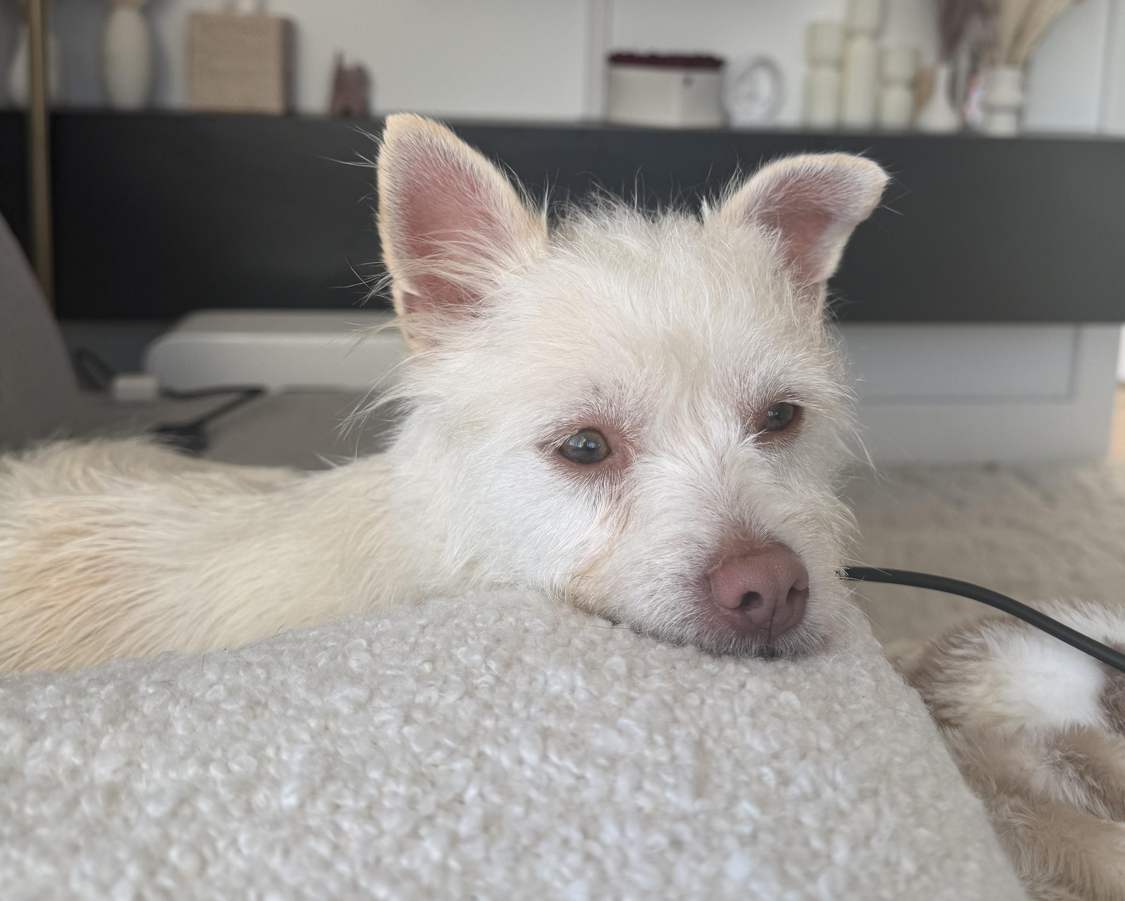 Enlarge Kallie, an adopted mixed breed in Brooklyn, NY image 4/5