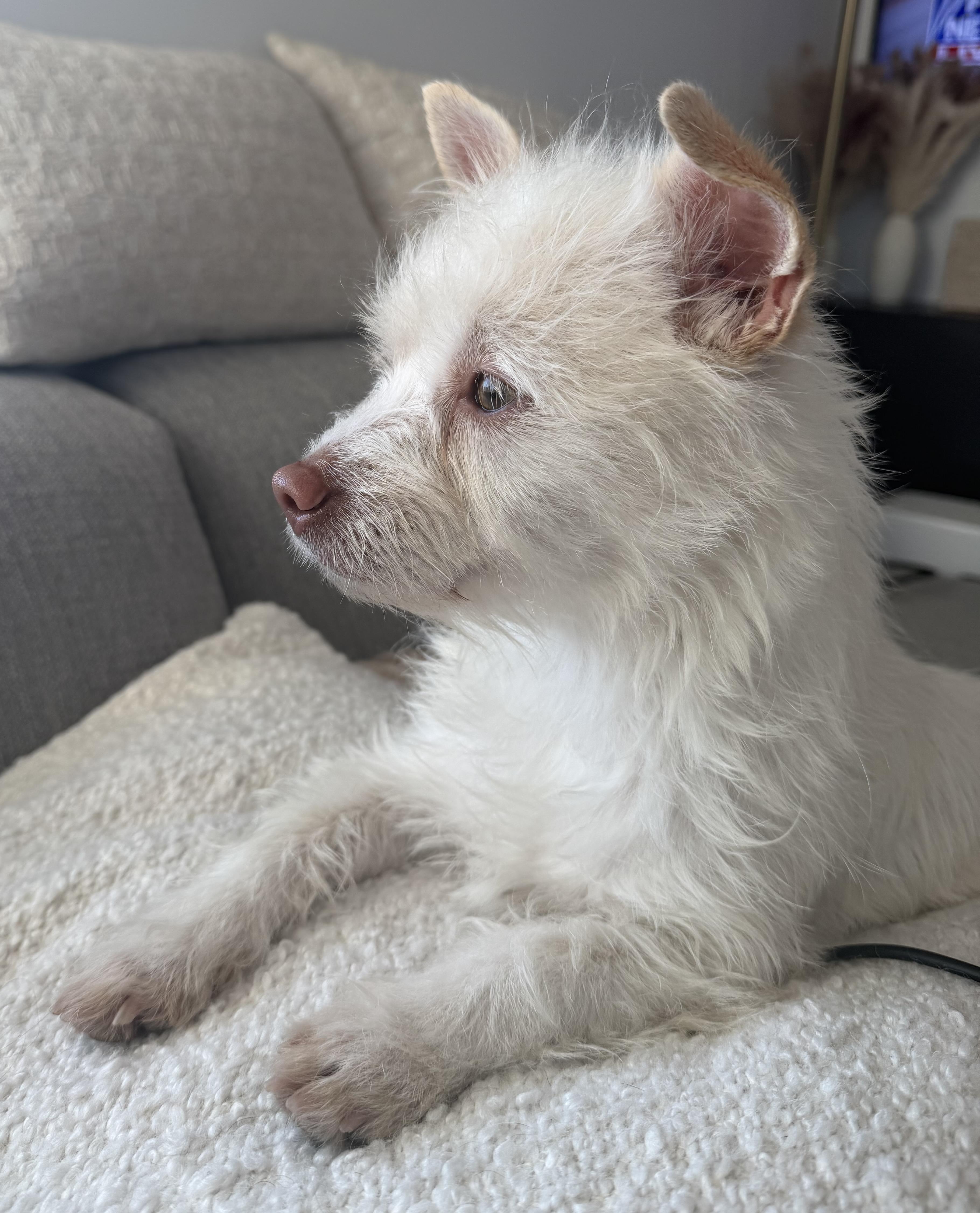 Enlarge Kallie, an adopted mixed breed in Brooklyn, NY image 2/5