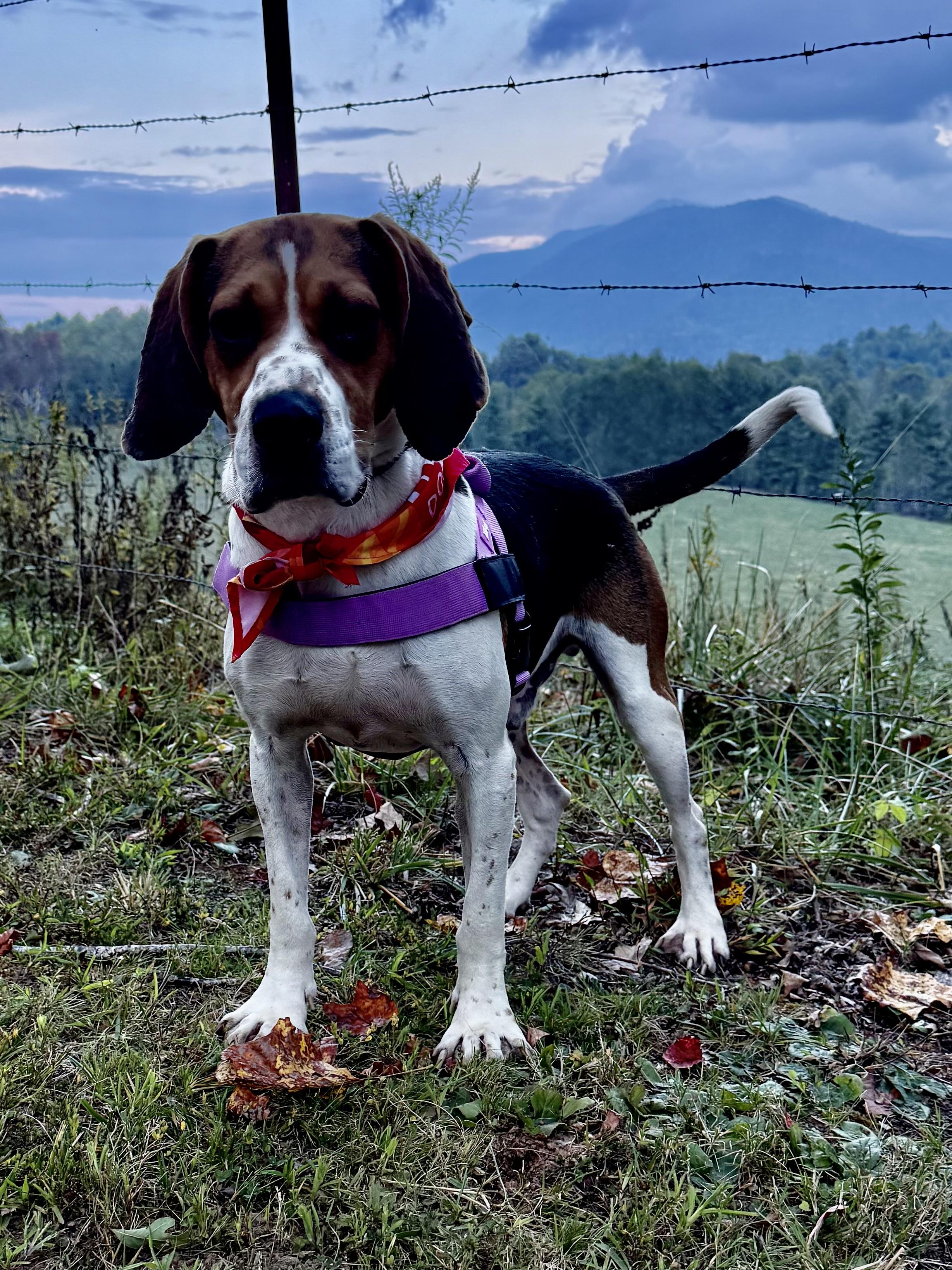 Max Walker thumbnail 3