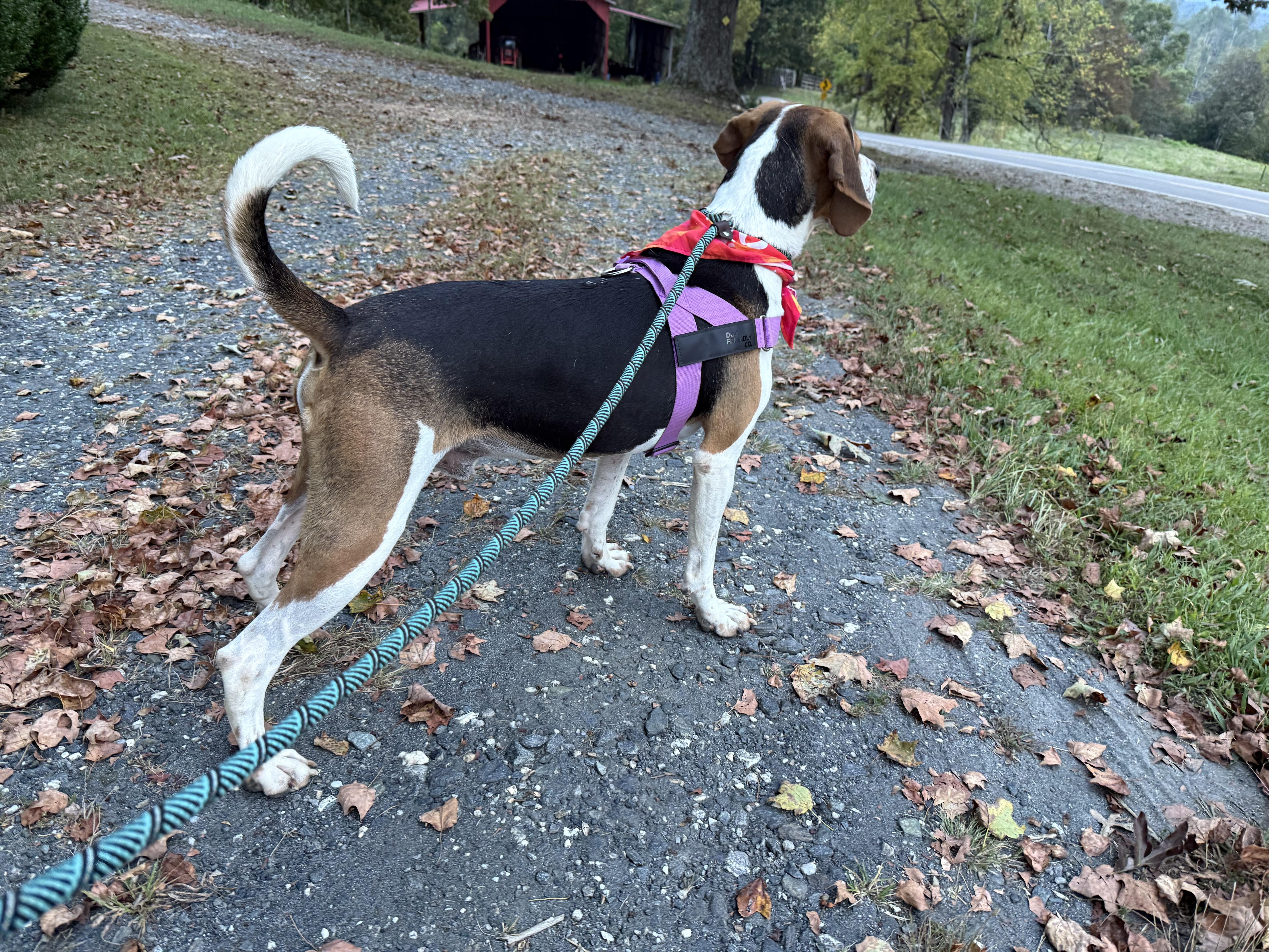 Max Walker thumbnail 6