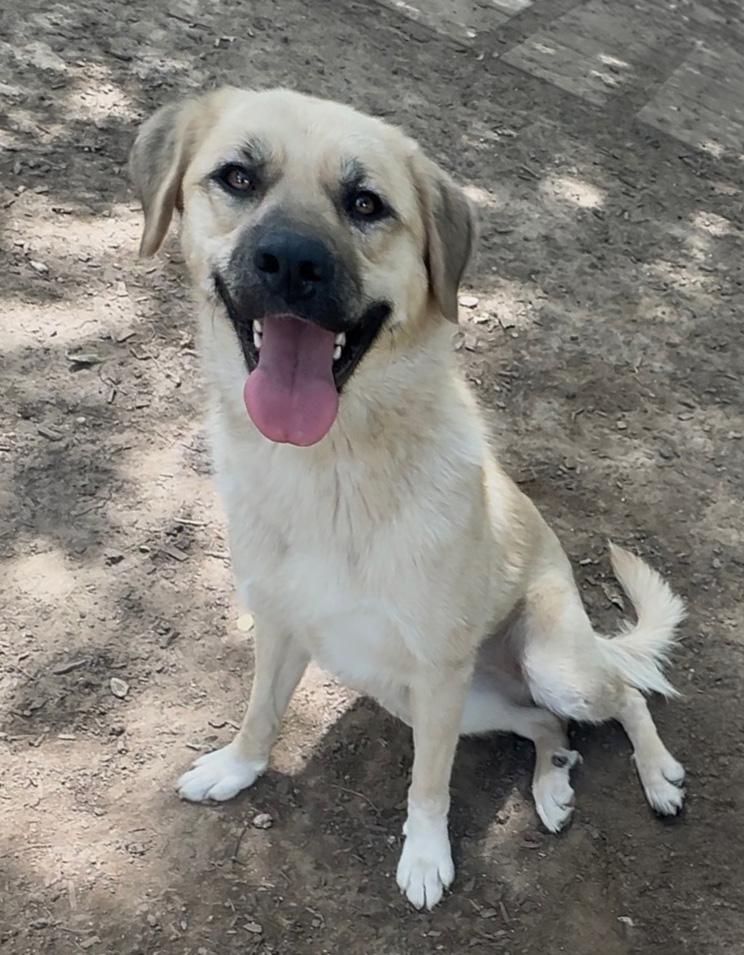 Cagney, ADOPTABLE, Young Female Labrador Retriever & Anatolian Shepherd.