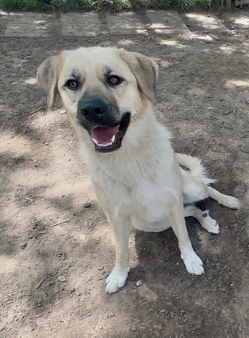 Cagney, a ADOPTABLE mixed breed in Albuquerque, NM image 2/2