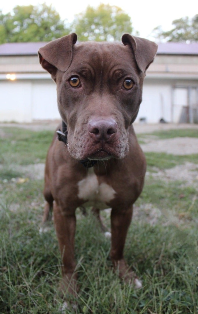 Enlarge Carmella, a Adoptable mixed breed in Indianapolis, IN image 7/10