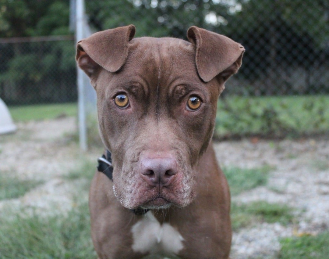 Carmella, an adoptable Pit Bull Terrier in Indianapolis, IN, 46214 | Photo Image 2