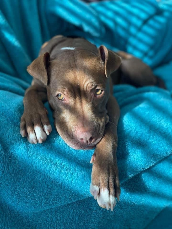 Carmella, a Adoptable mixed breed in Indianapolis, IN image 1/10