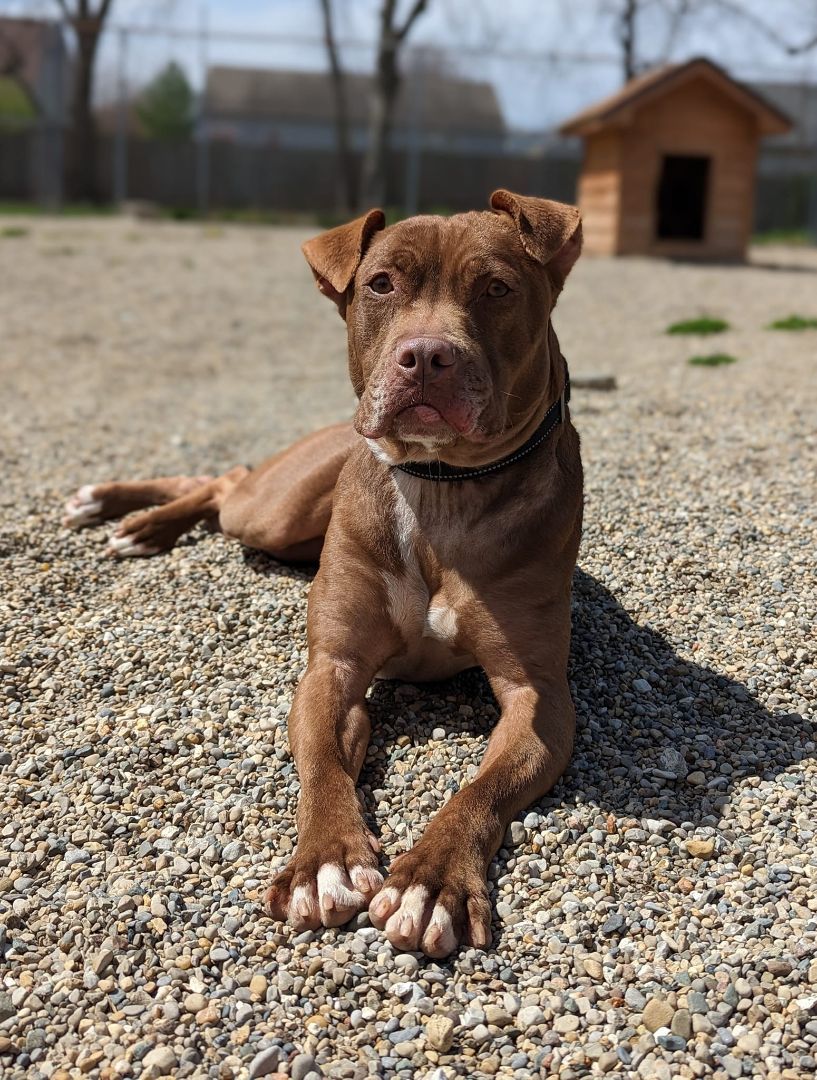 Carmella, an adoptable Pit Bull Terrier in Indianapolis, IN, 46214 | Photo Image 5