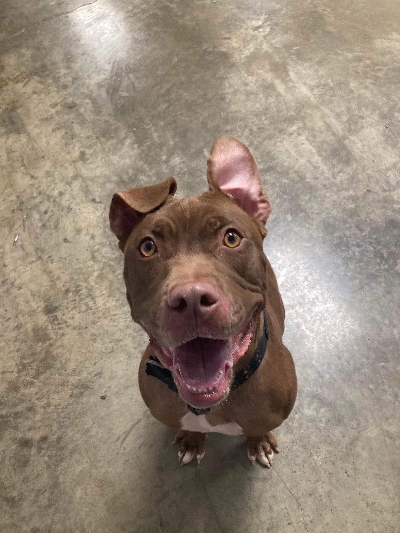 Carmella, an adoptable Pit Bull Terrier in Indianapolis, IN, 46214 | Photo Image 3