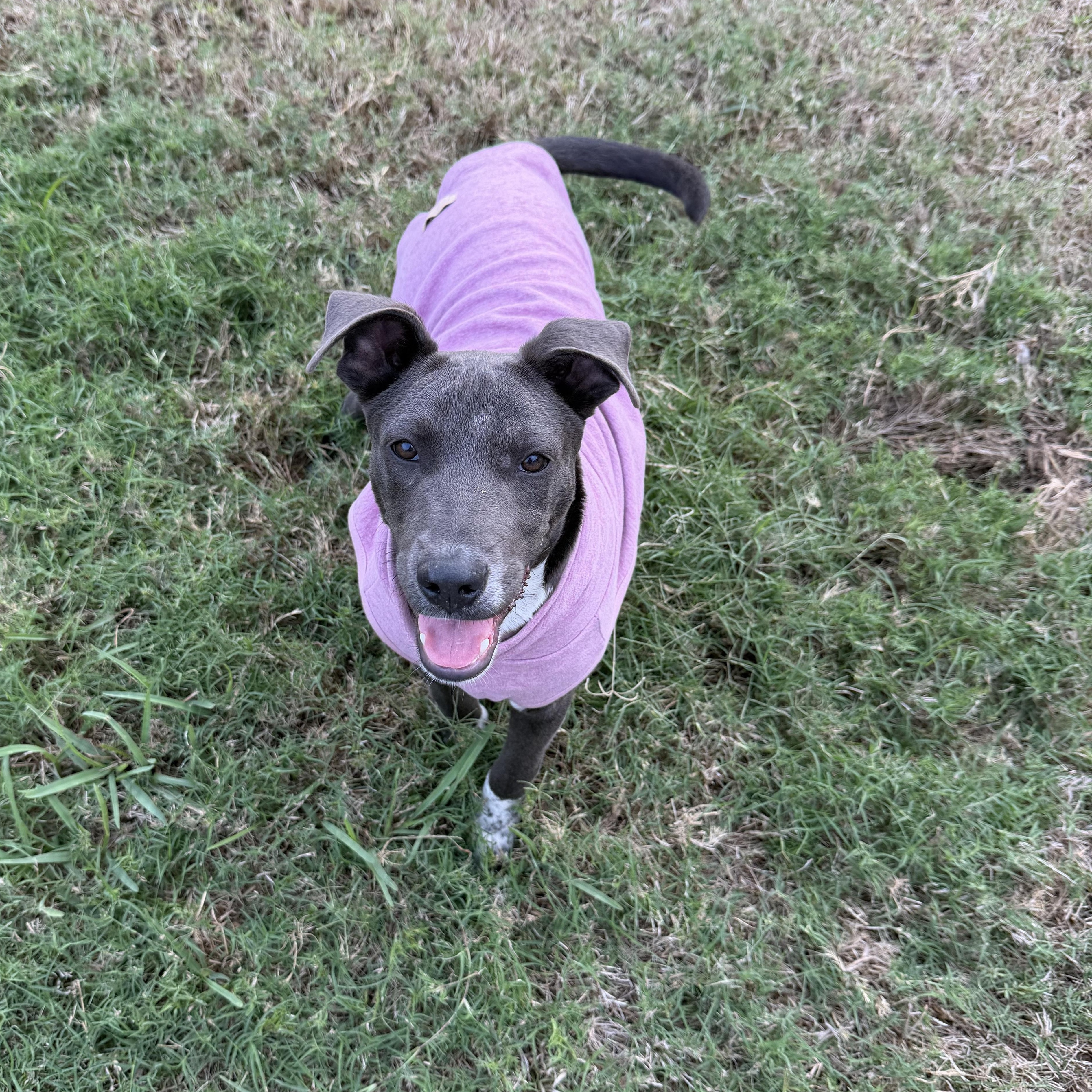 Enlarge Chance, a ADOPTABLE mixed breed in Mission, TX image 2/3