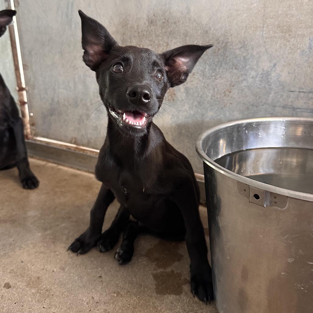 Enlarge Titan, a Adoptable mixed breed in Edinburg, TX image 1/6