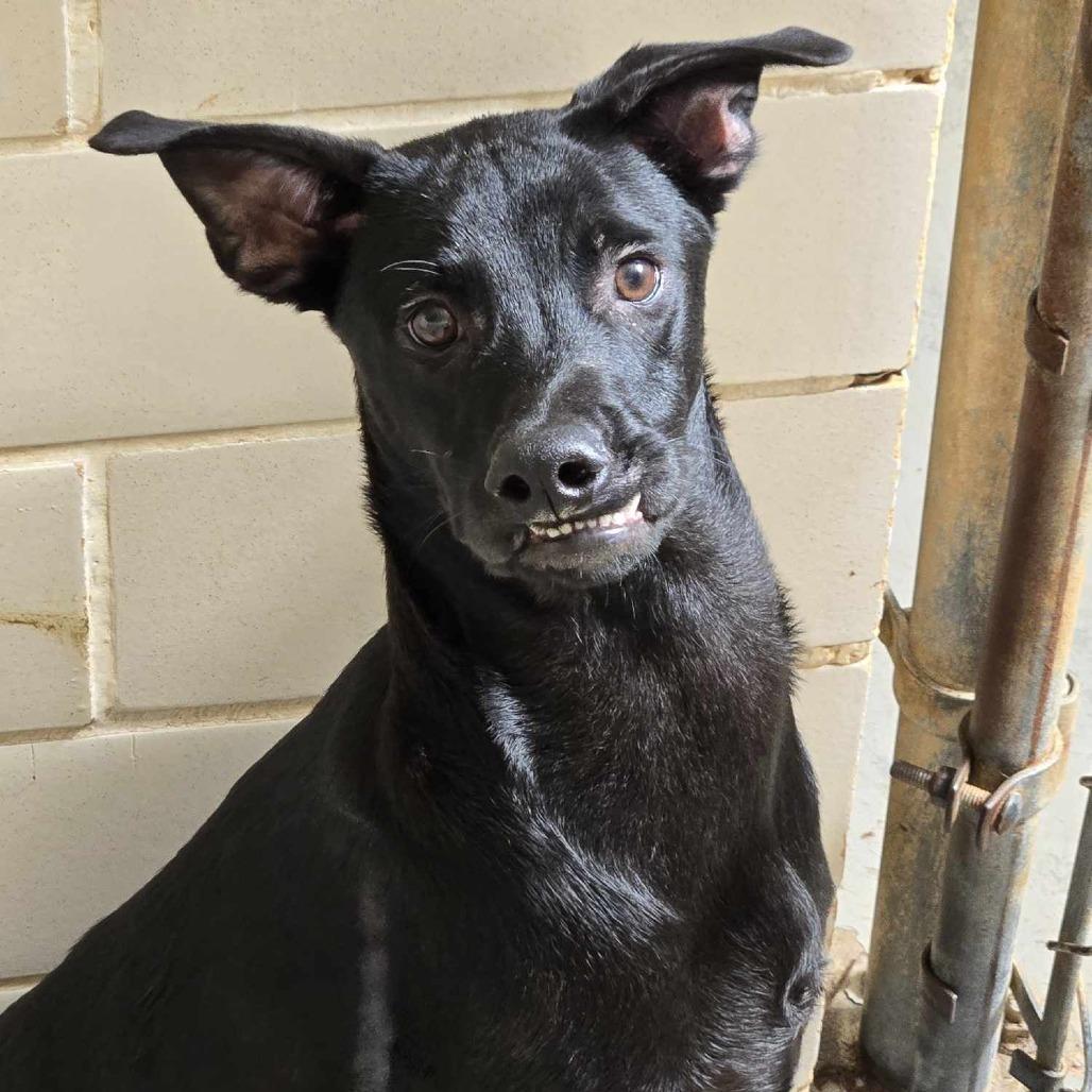 Enlarge Titan, a Adoptable mixed breed in Edinburg, TX image 2/6