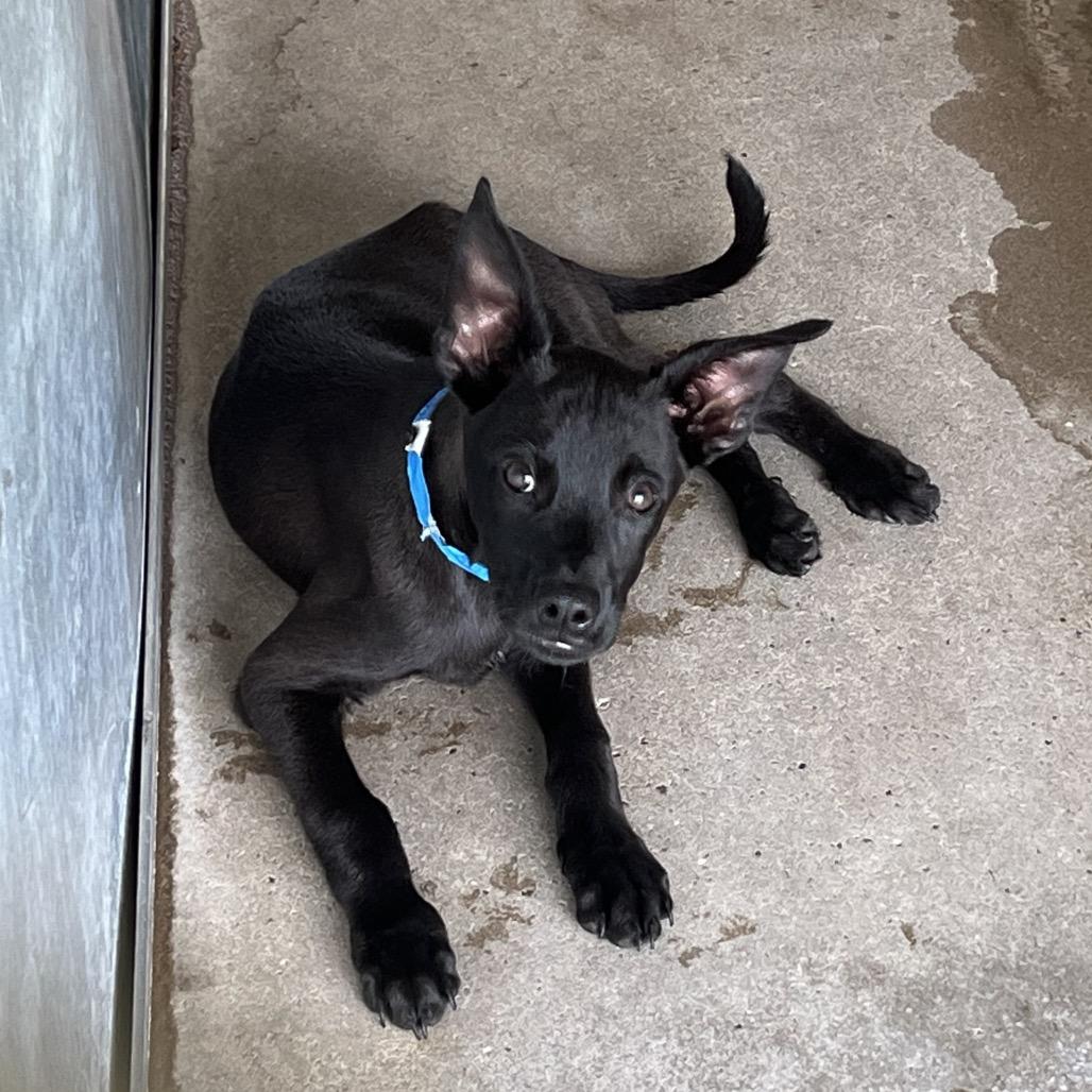 Enlarge Titan, a Adoptable mixed breed in Edinburg, TX image 3/6
