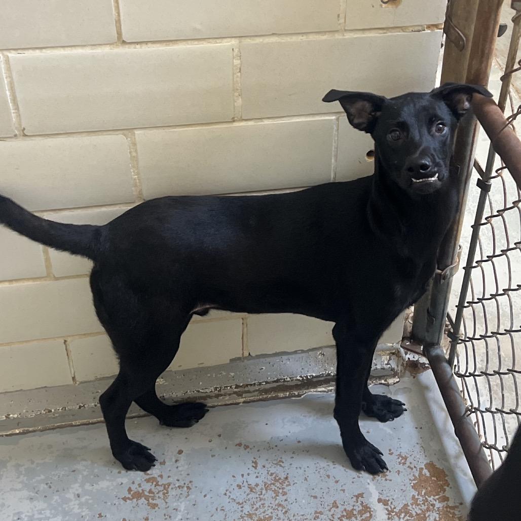 Enlarge Titan, a Adoptable mixed breed in Edinburg, TX image 4/6