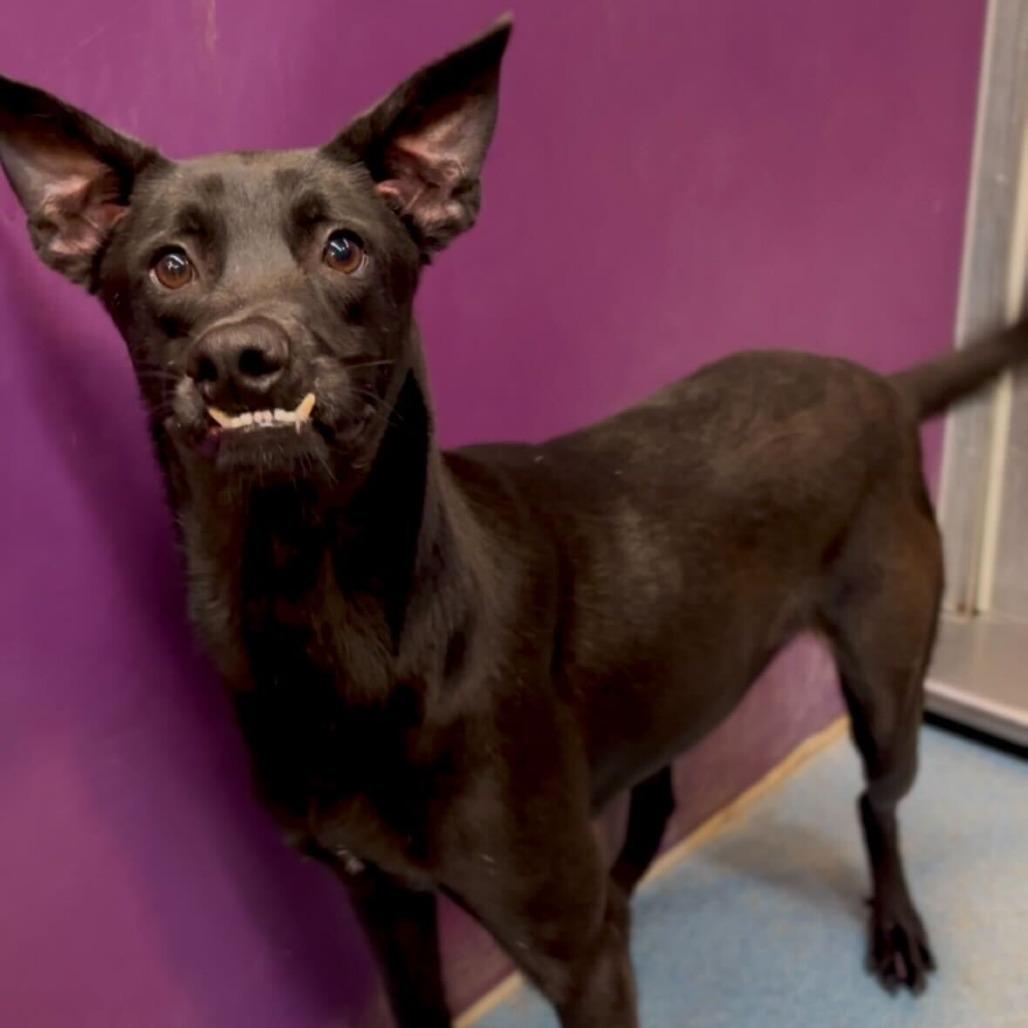 Enlarge Titan, a Adoptable mixed breed in Edinburg, TX image 5/6