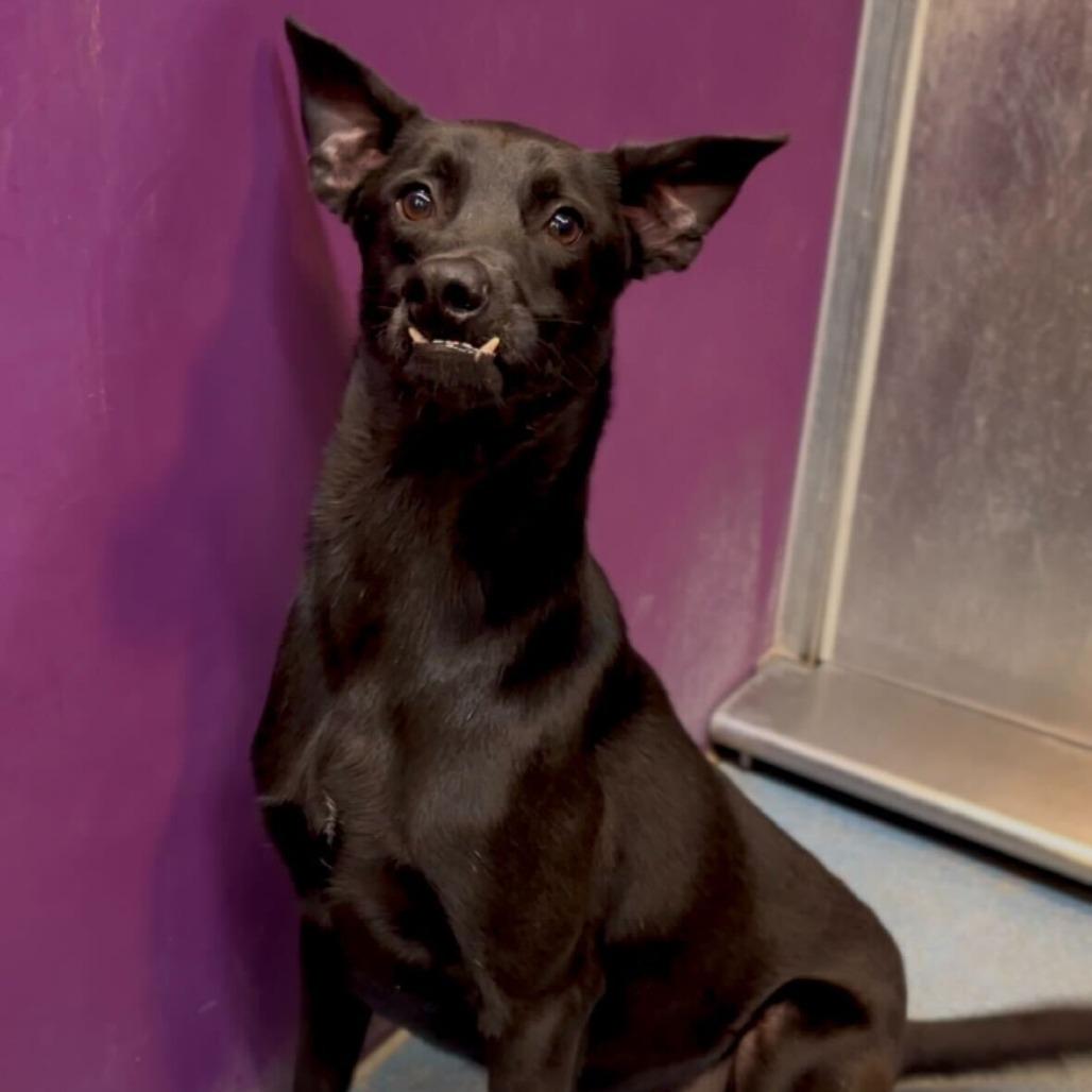 Enlarge Titan, a Adoptable mixed breed in Edinburg, TX image 6/6