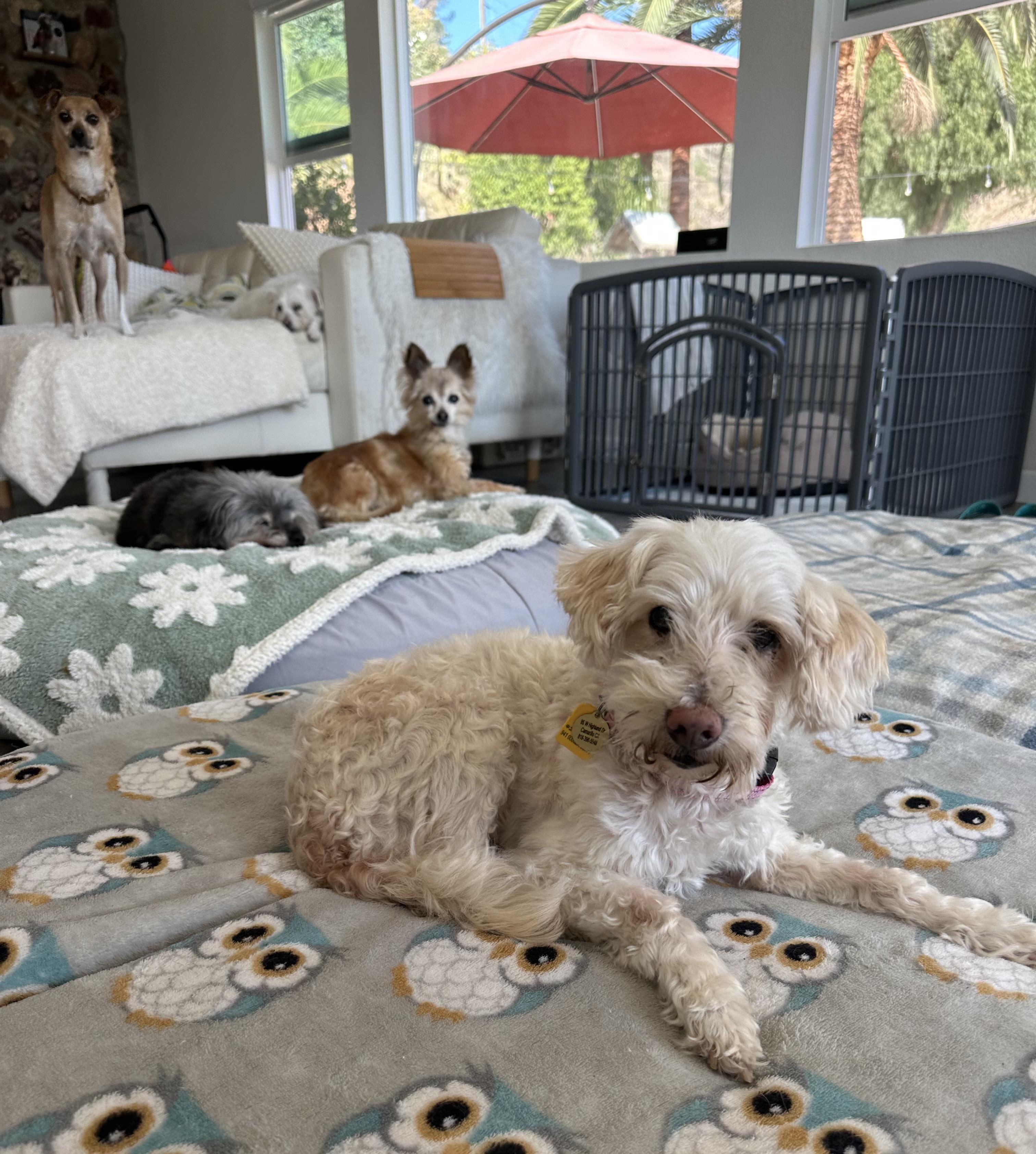 Enlarge Winter, a Adoptable Maltipoo in Camarillo, CA image 1/2