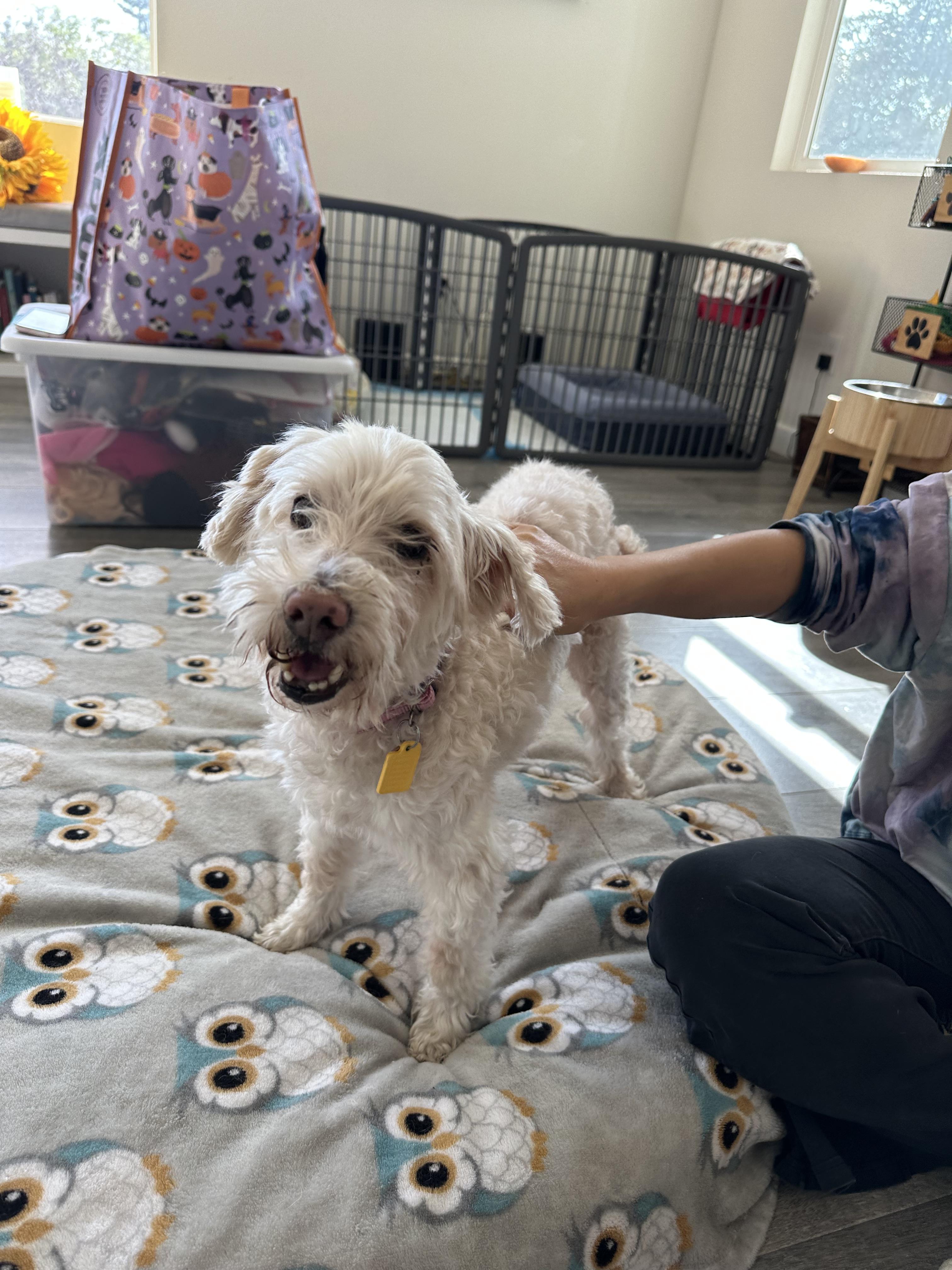 Enlarge Winter, a Adoptable Maltipoo in Camarillo, CA image 2/2
