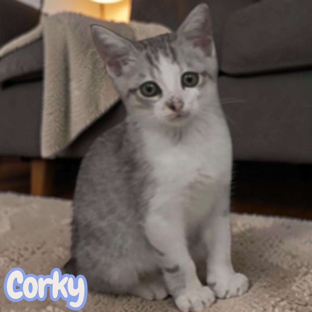 Enlarge Corky, a Adoptable mixed breed in Sorrento, LA image 2/2