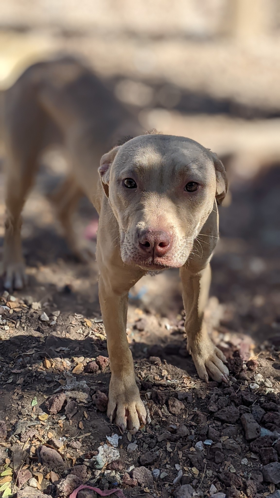 willow, Adult Female Labrador Retriever