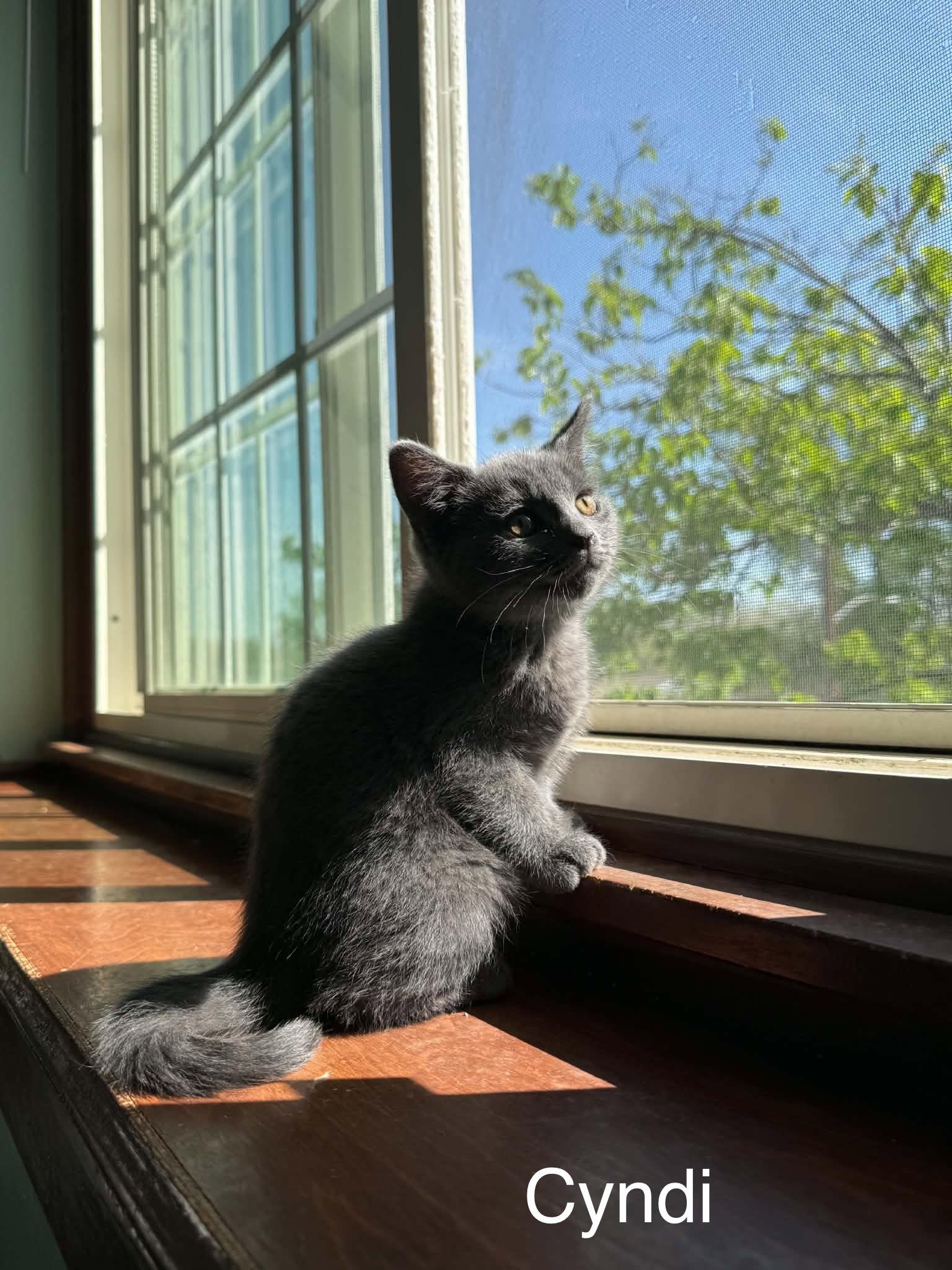 Cyndi, Adoptable, Kitten Female Domestic Short Hair.