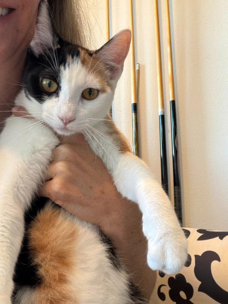 Enlarge PJ, a Adoptable Domestic Short Hair in St. Helens, OR image 1/1