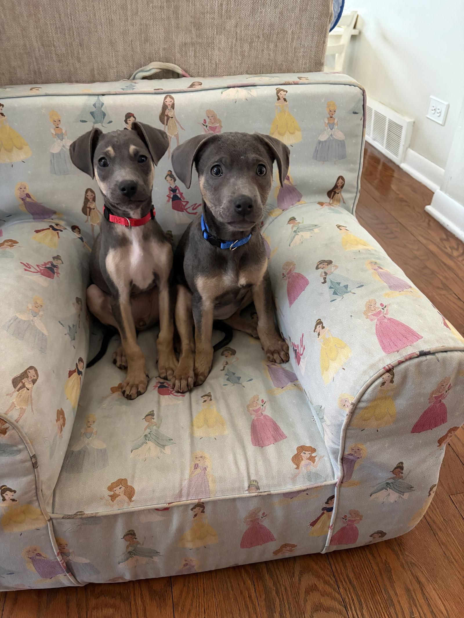 Enlarge Orchid, a Adoptable Labrador Retriever in Hillside, IL image 2/3