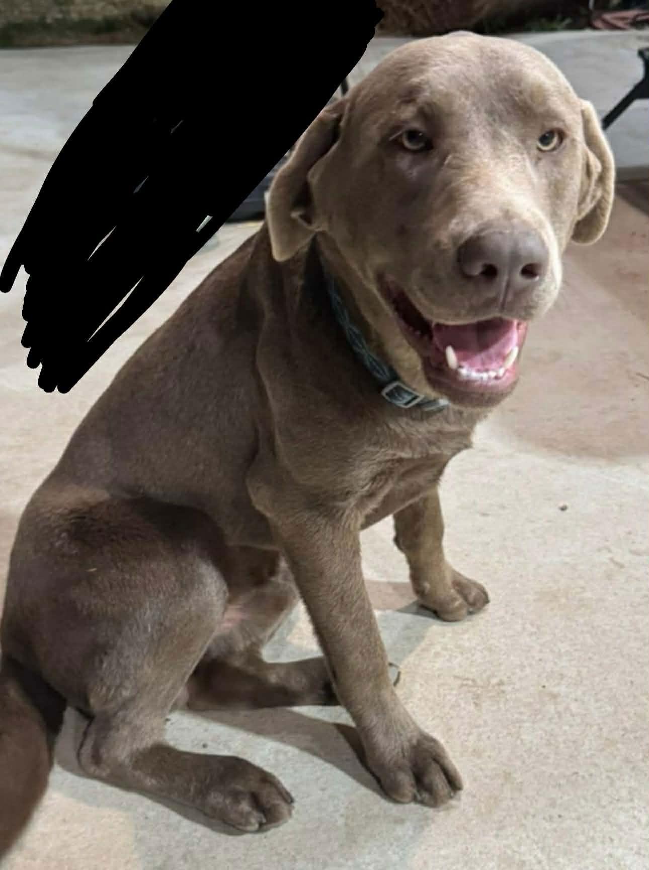 Enlarge Orchid, a Adoptable Labrador Retriever in Hillside, IL image 3/3