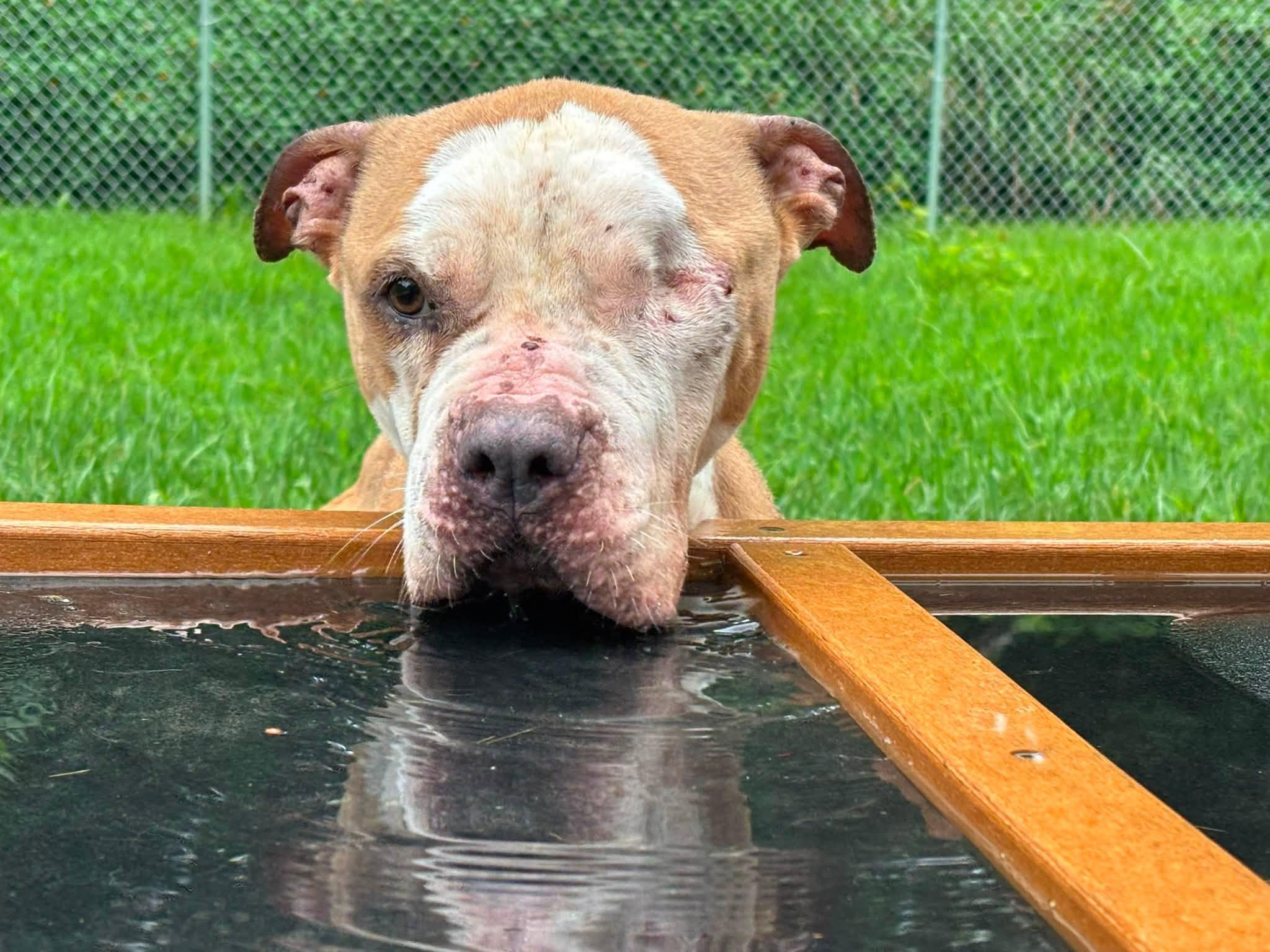 Celia, a ADOPTABLE mixed breed in Saint Charles, MO image 2/2