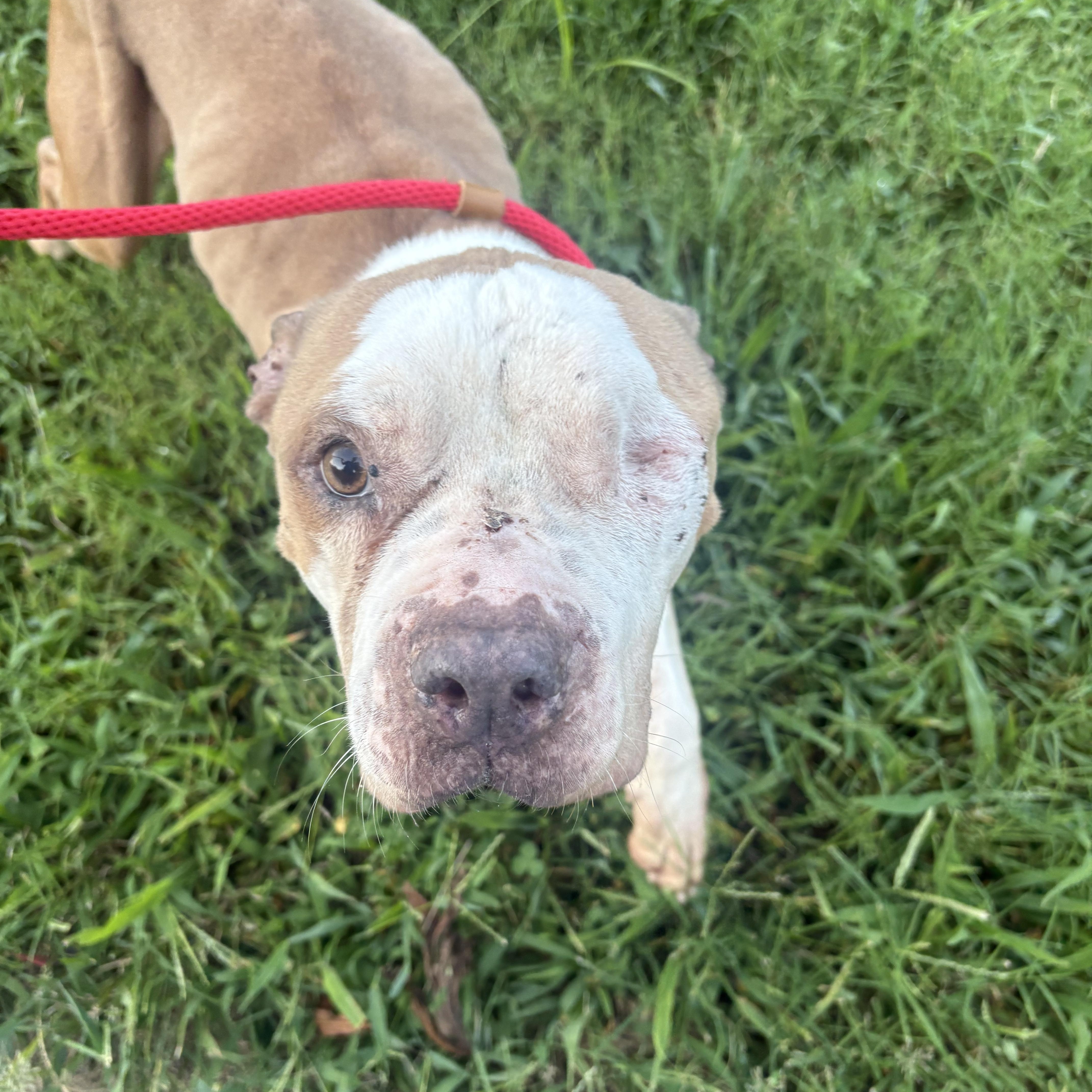 Celia, a ADOPTABLE mixed breed in Saint Charles, MO image 1/2