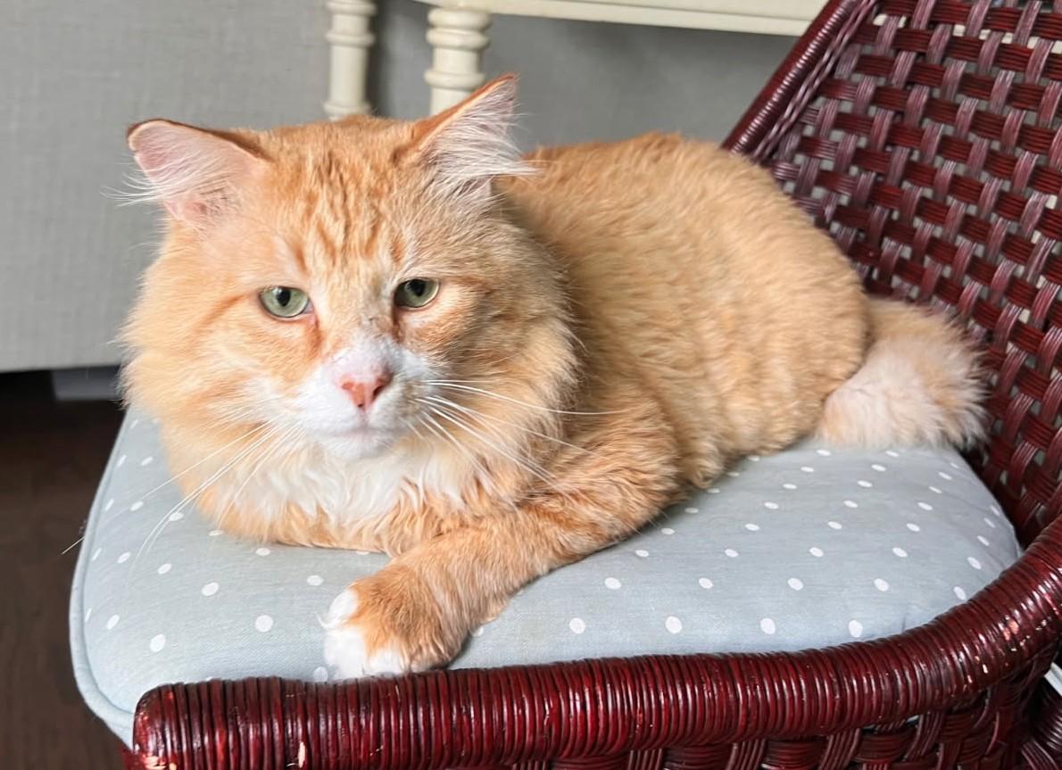 OJ, Adoptable, Adult Male Maine Coon.