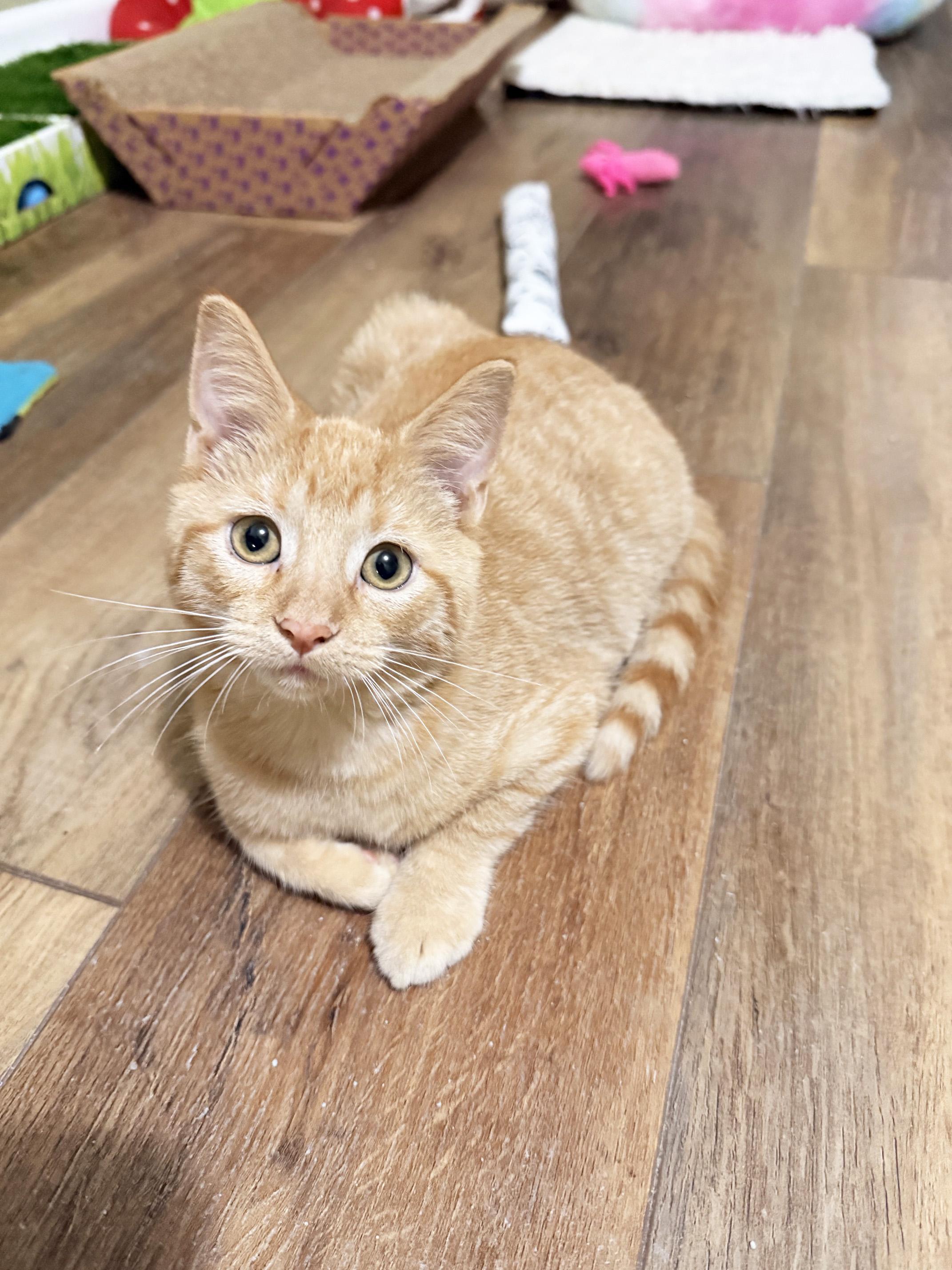 Enlarge Oliver - purrecious baby boy, a Adoptable Tabby in Neenah, WI image 2/6