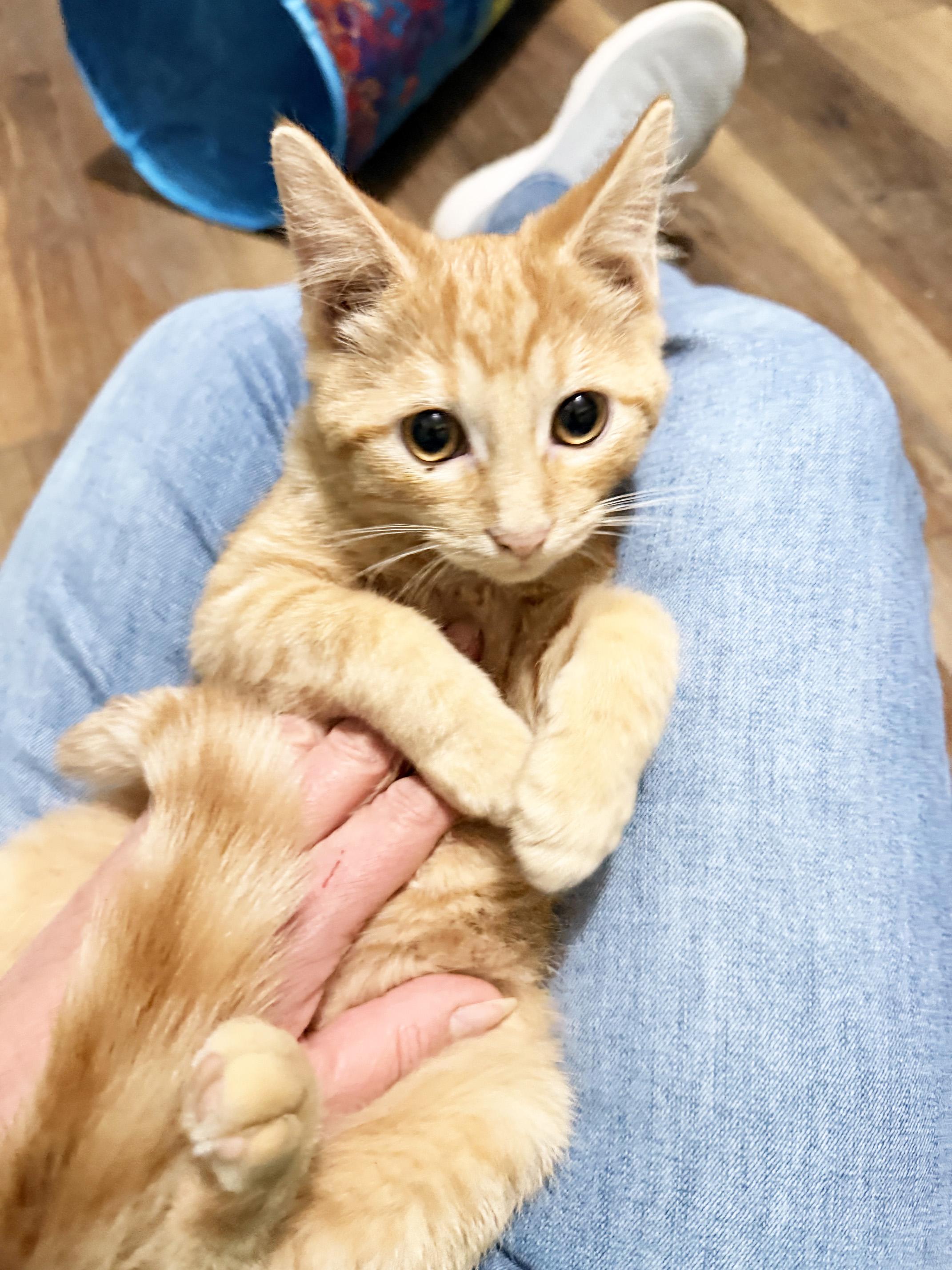 Enlarge Oliver - purrecious baby boy, a Adoptable Tabby in Neenah, WI image 4/6