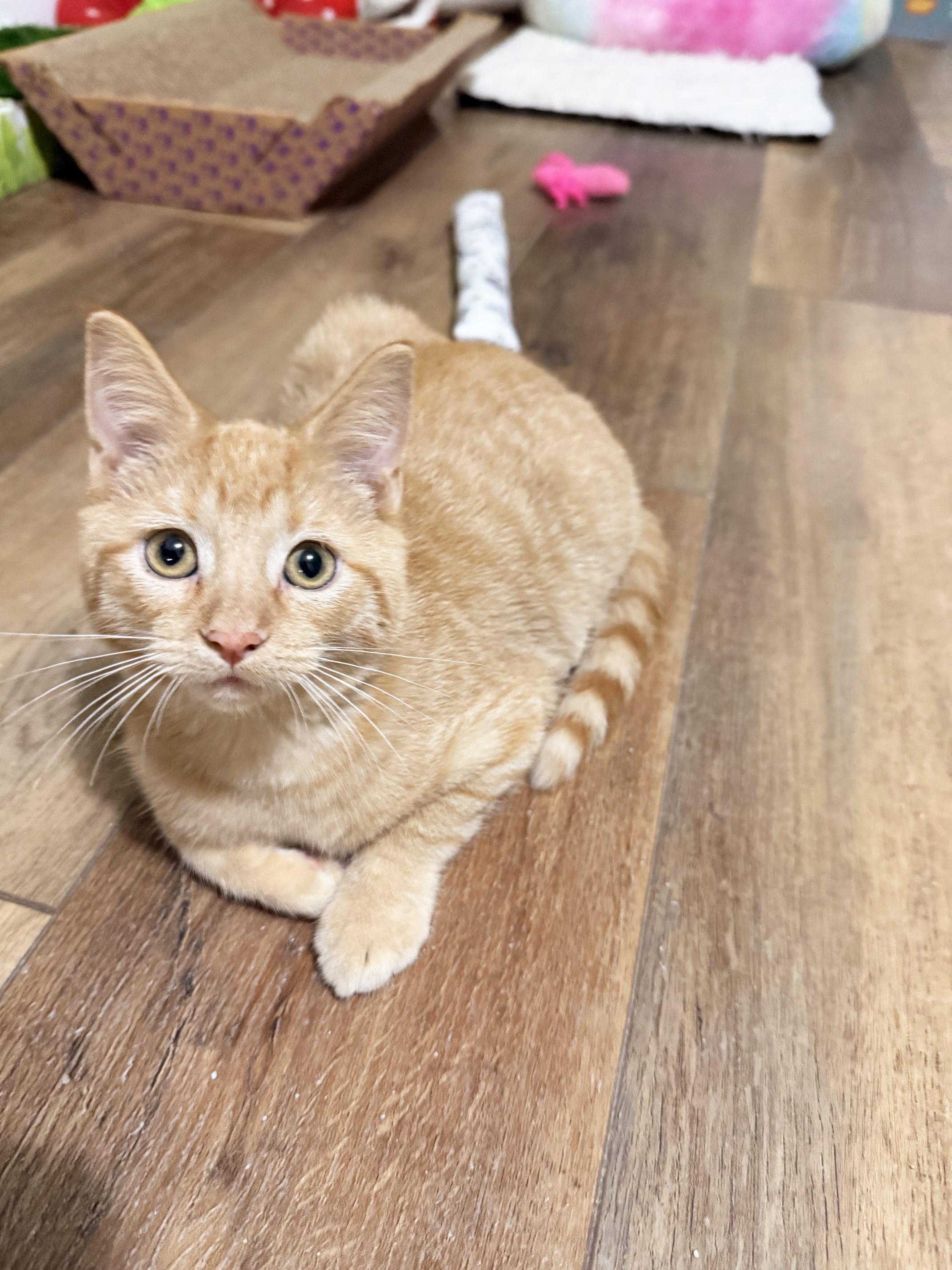 Enlarge Oliver - purrecious baby boy, a Adoptable Tabby in Neenah, WI image 5/6