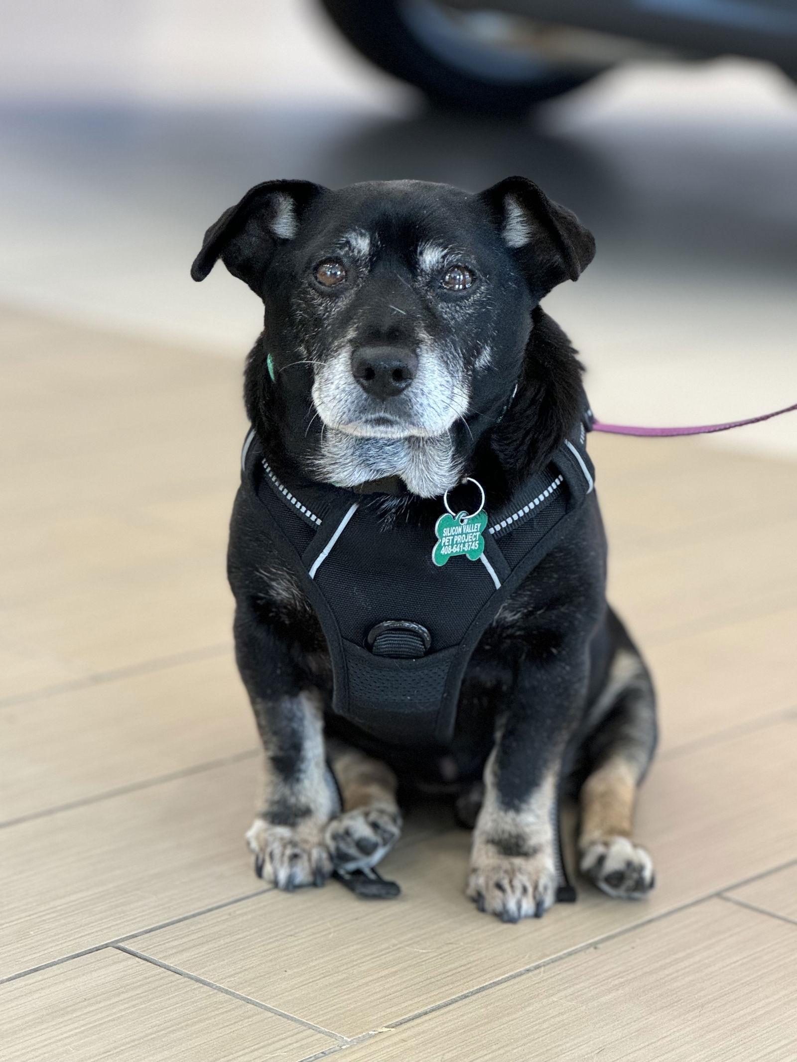 Oreo, a Adopted Chihuahua in San Jose, CA image 1/3