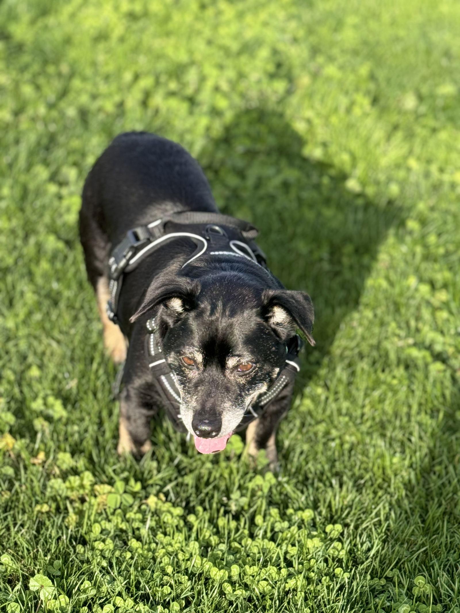 Oreo, a Adopted Chihuahua in San Jose, CA image 3/3