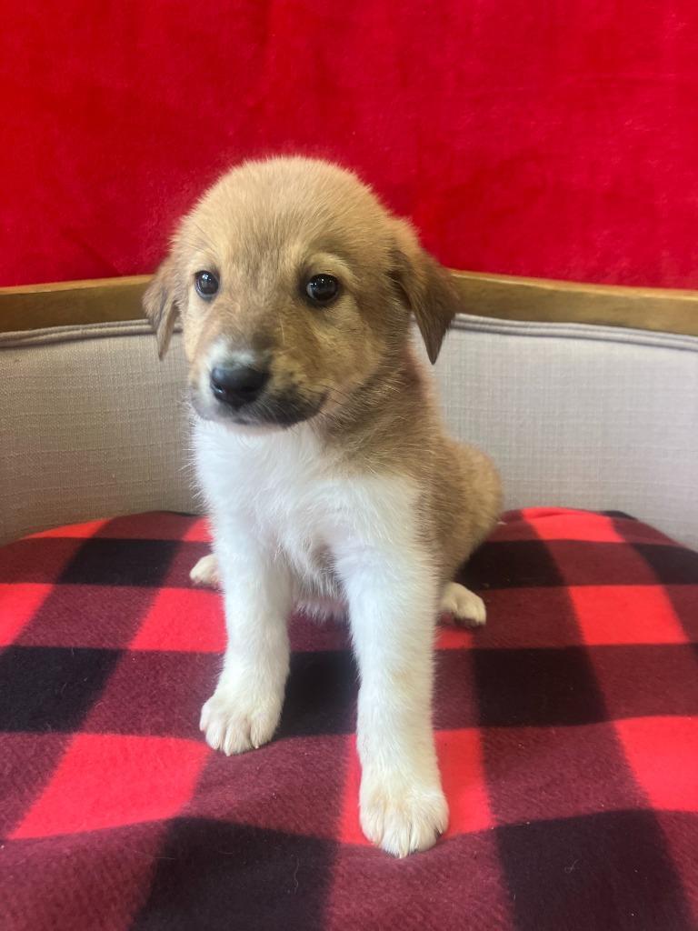 Mitzi, an adopted mixed breed in Simsbury, CT image 1/2