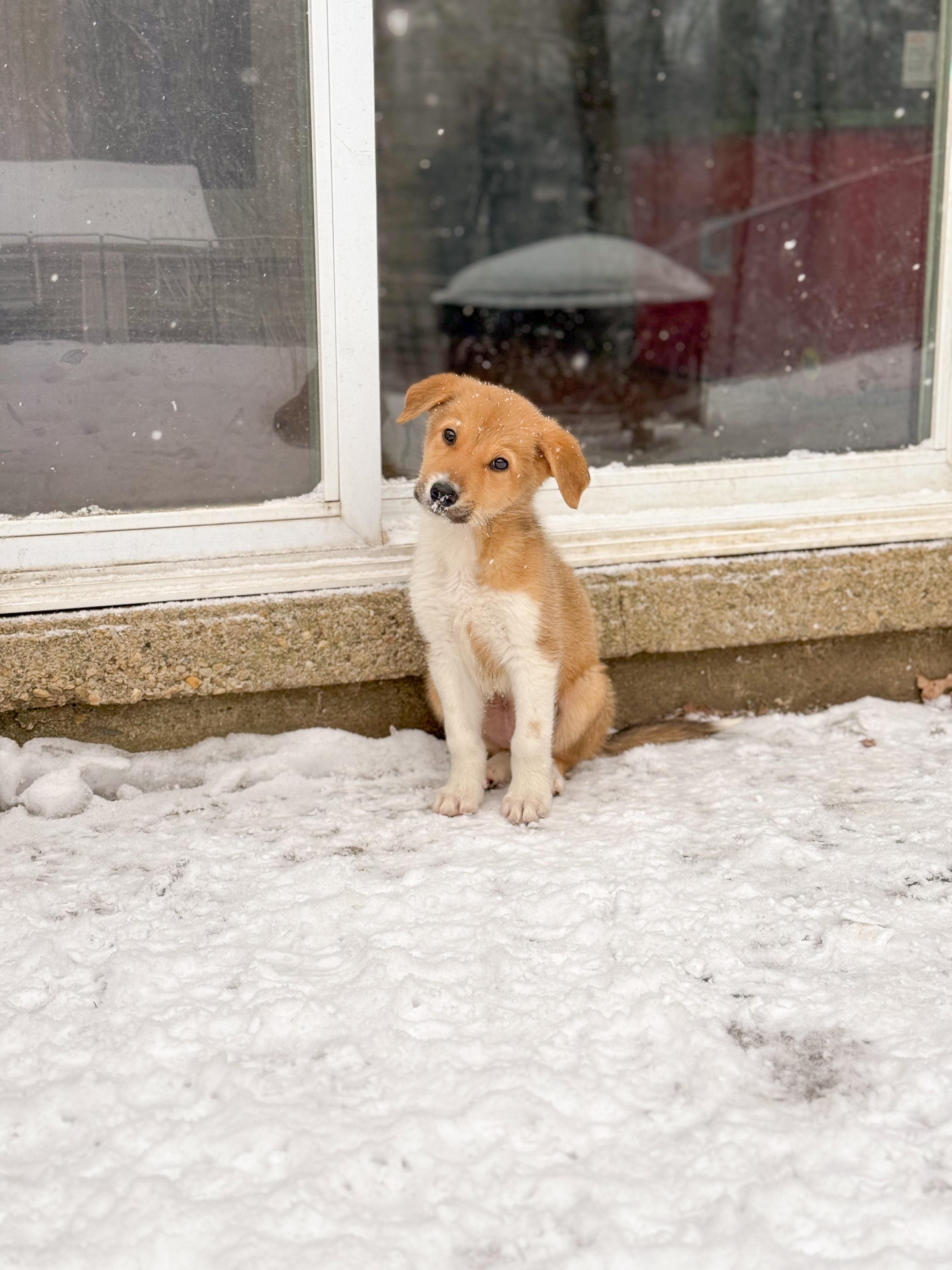 Mitzi, an adopted mixed breed in Simsbury, CT image 2/2
