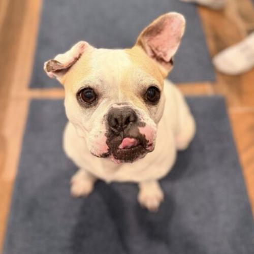 Taffy, a Adoptable French Bulldog in Austin, TX image 1/5