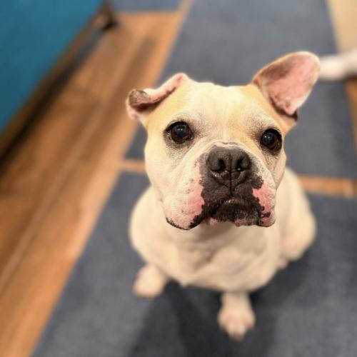 Taffy, a Adoptable French Bulldog in Austin, TX image 2/5