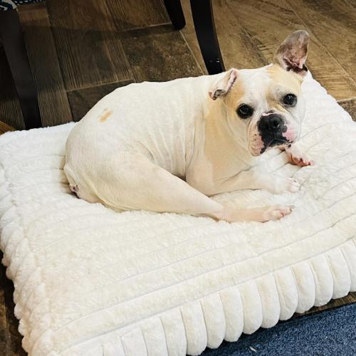 Taffy, a Adoptable French Bulldog in Austin, TX image 3/5