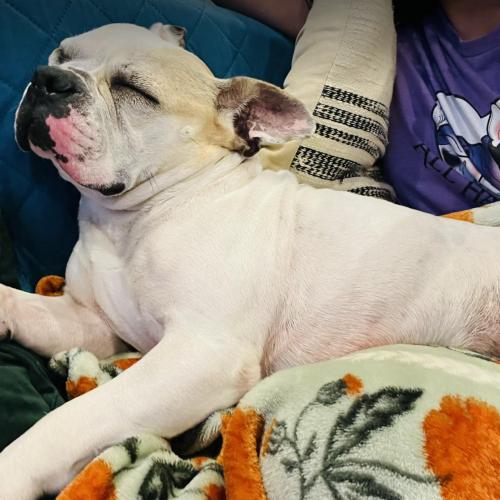 Taffy, a Adoptable French Bulldog in Austin, TX image 4/5