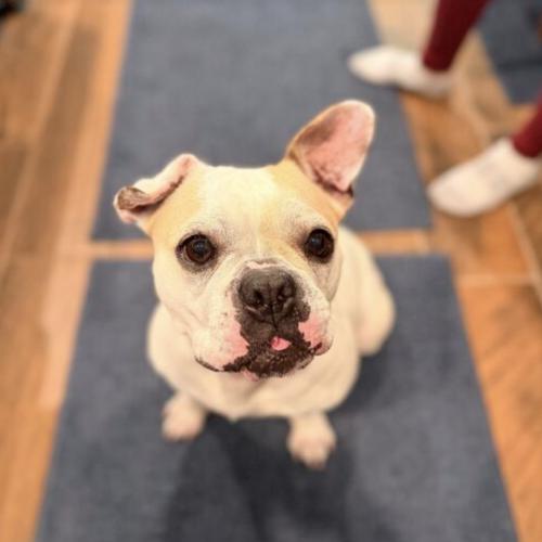 Taffy, a Adoptable French Bulldog in Austin, TX image 5/5