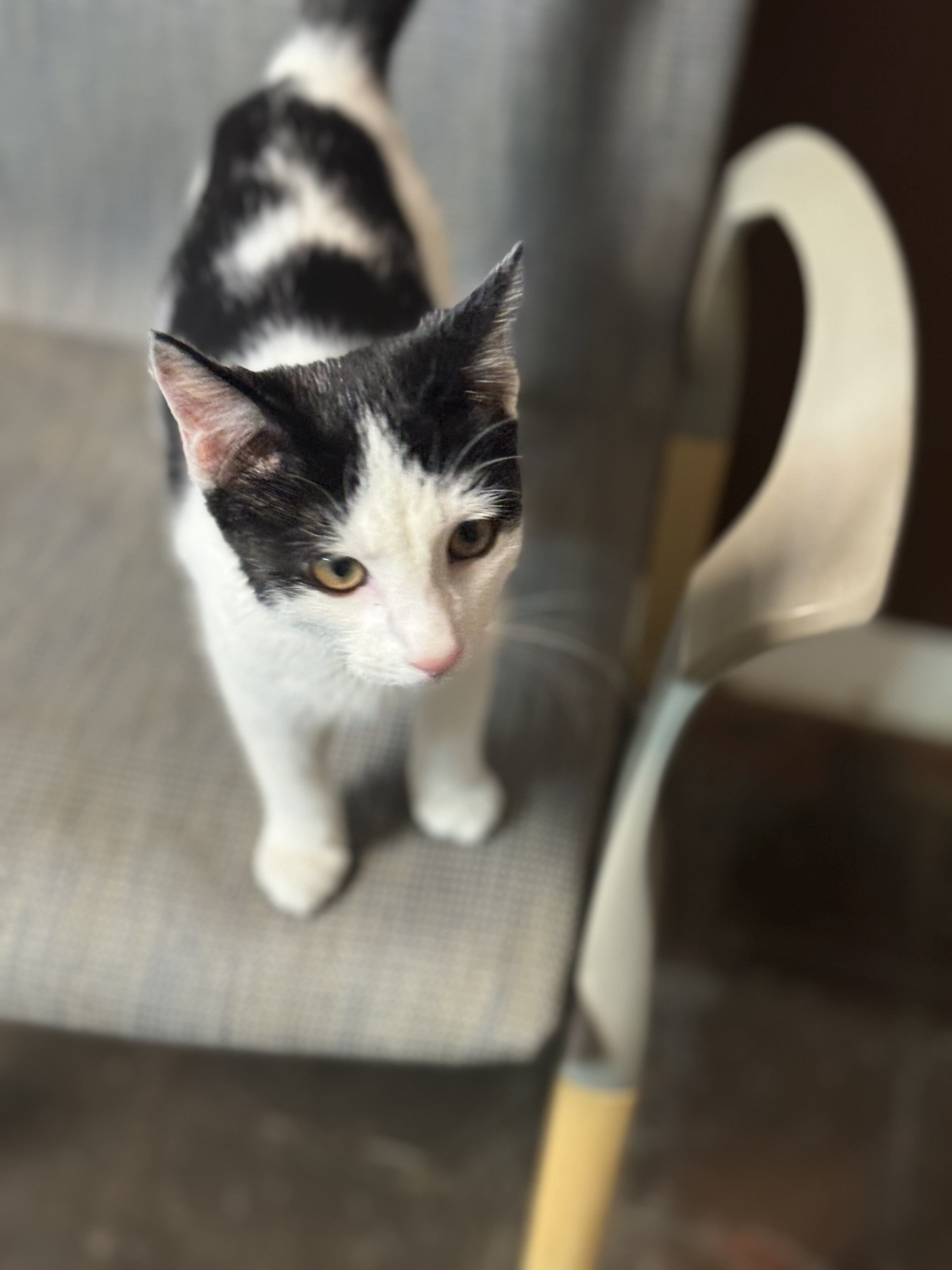 Pixel, an adoptable Domestic Short Hair in Seminole, OK, 74818 | Photo Image 1