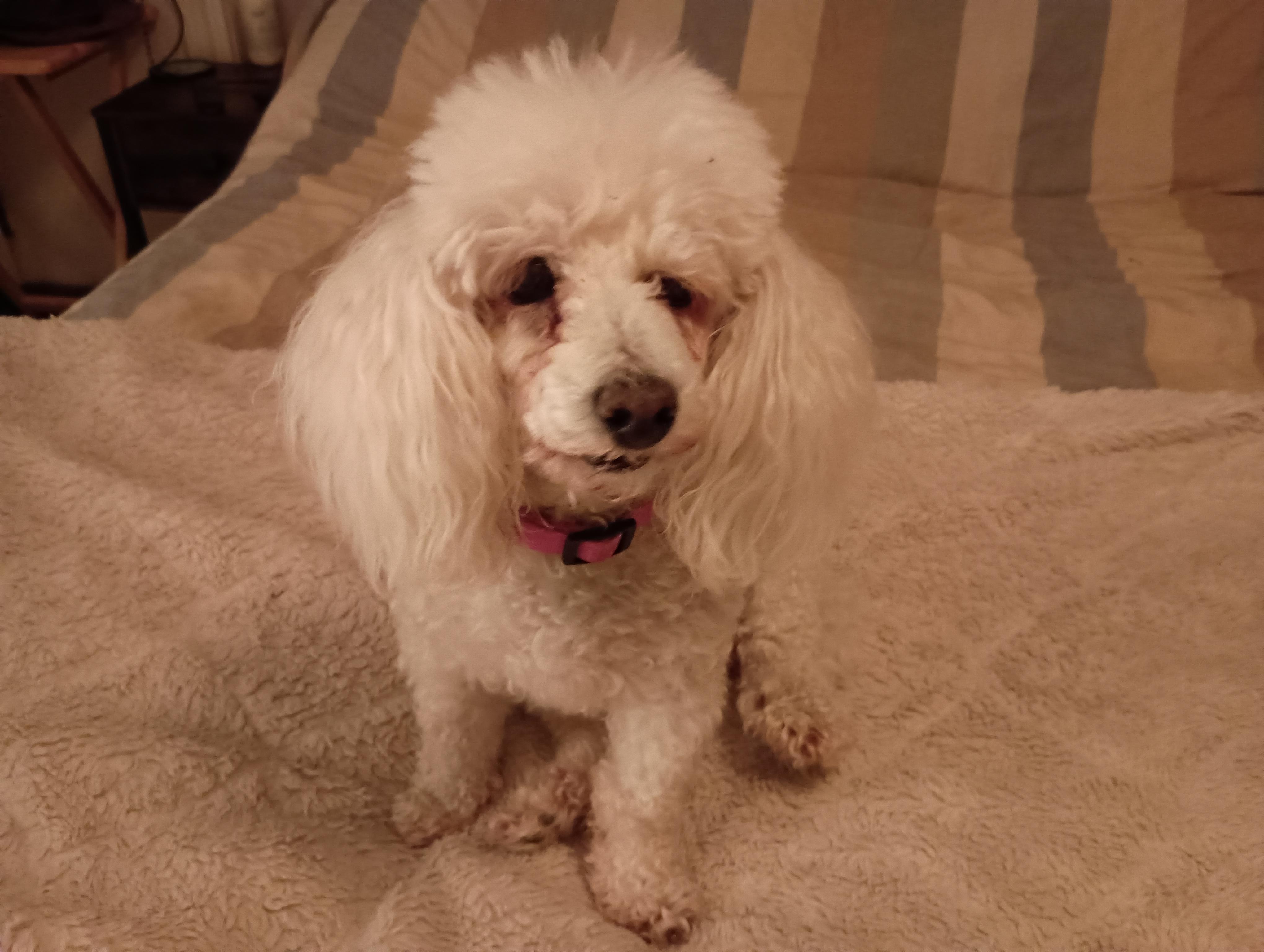 Mandy, Adopted, Senior Female Miniature Poodle.