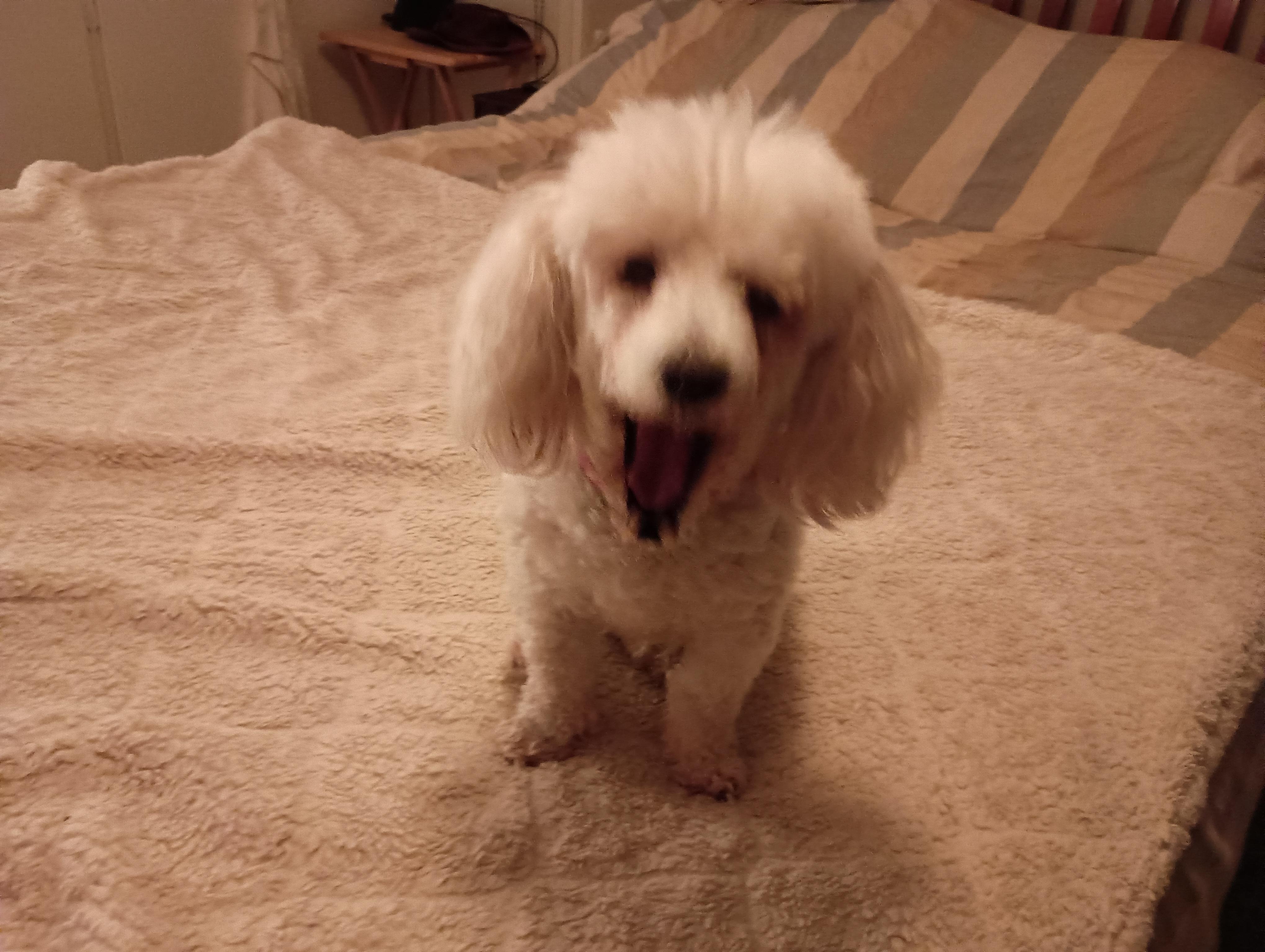 Enlarge Mandy, a Adopted Miniature Poodle in Louisville, KY image 2/6