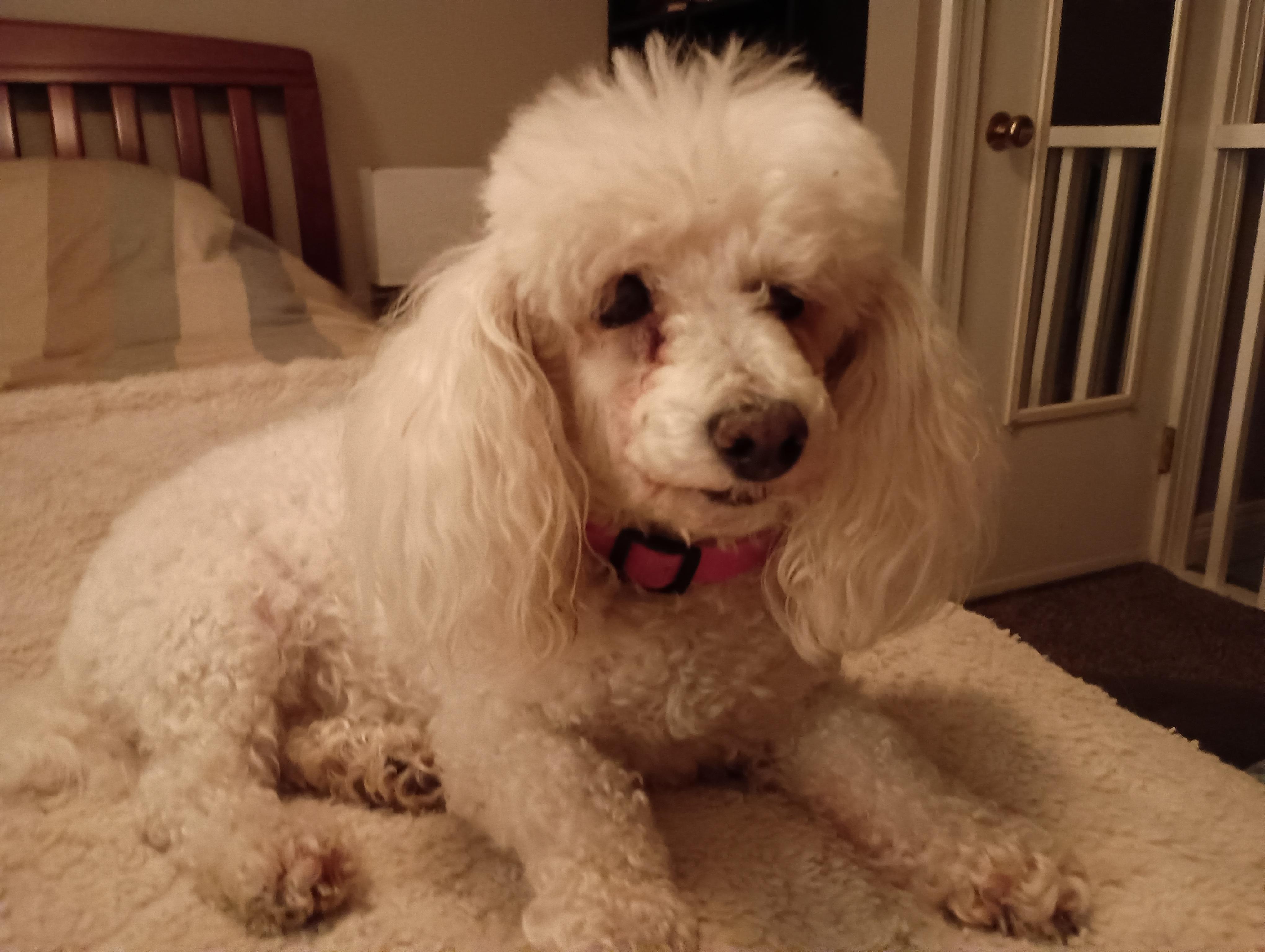 Enlarge Mandy, a Adopted Miniature Poodle in Louisville, KY image 3/6