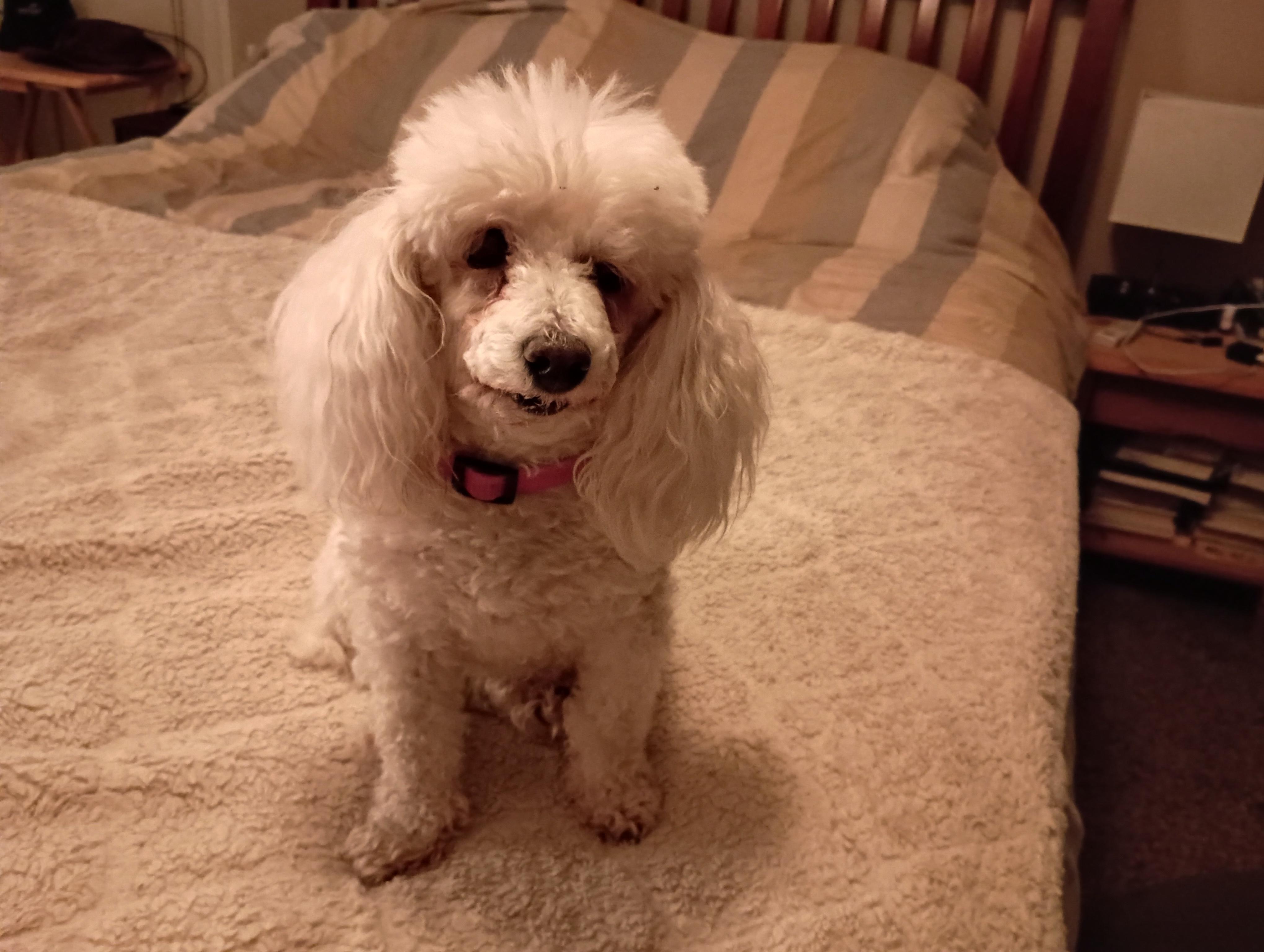 Enlarge Mandy, a Adopted Miniature Poodle in Louisville, KY image 4/6