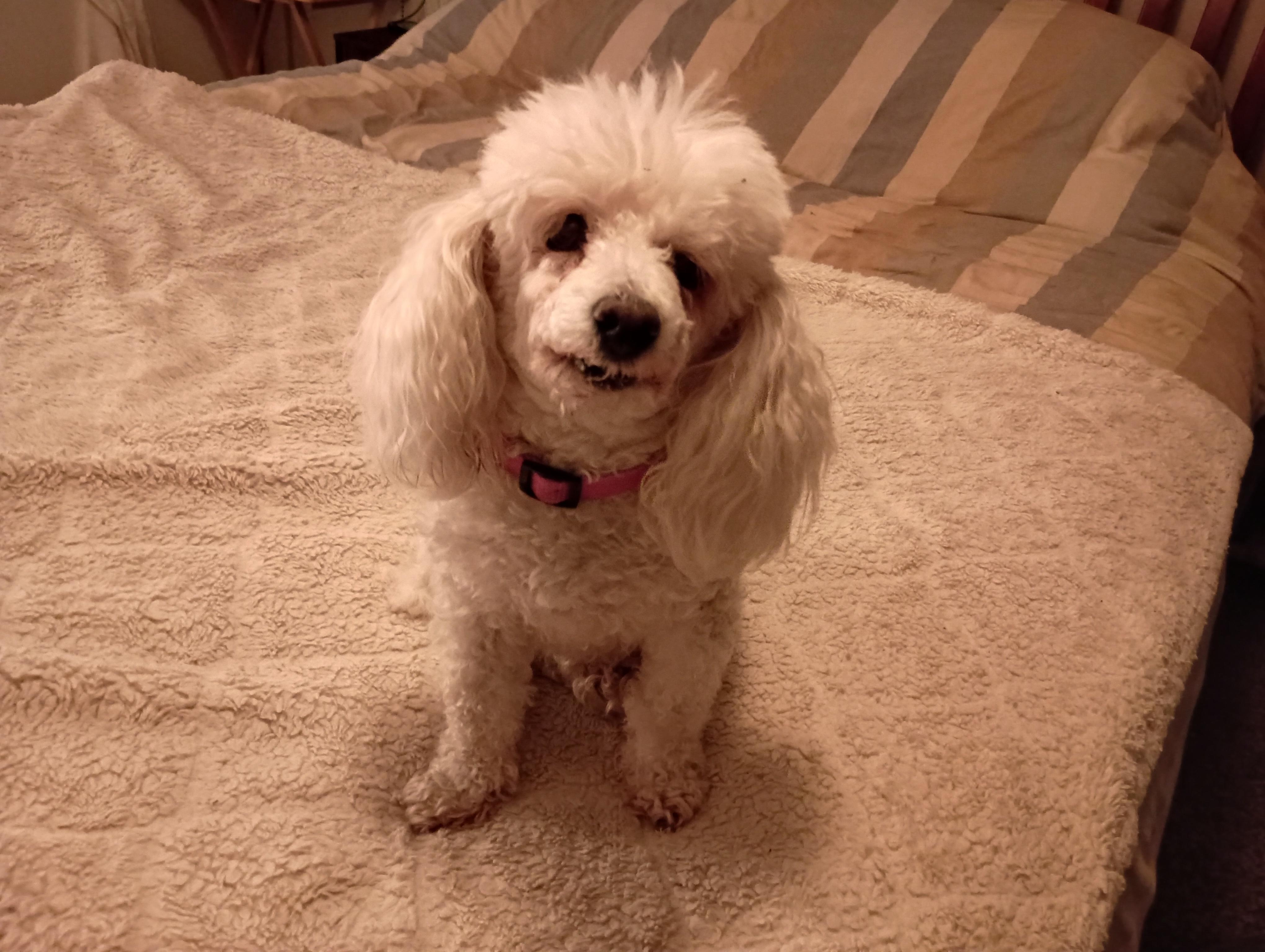 Enlarge Mandy, a Adopted Miniature Poodle in Louisville, KY image 5/6