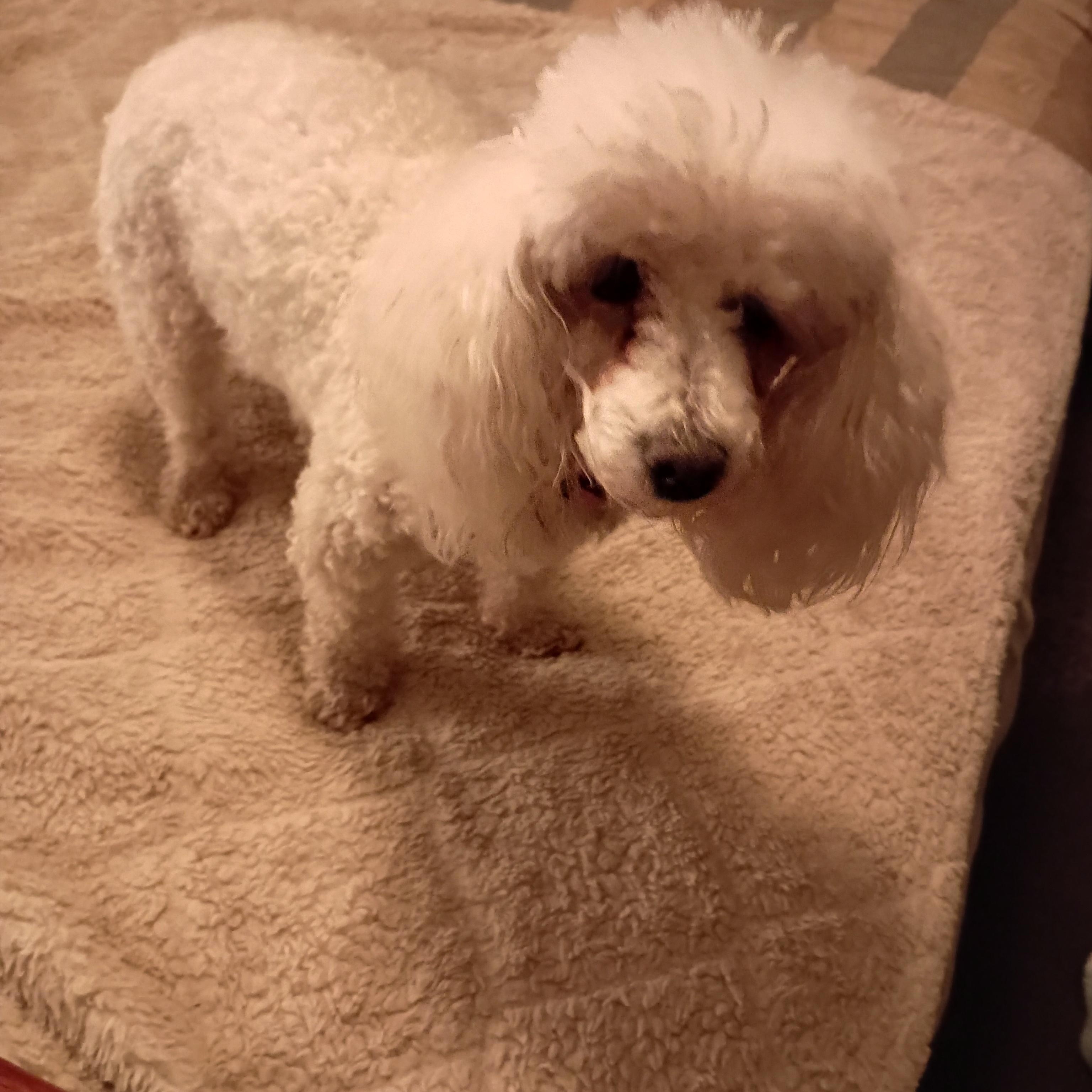 Enlarge Mandy, a Adopted Miniature Poodle in Louisville, KY image 6/6